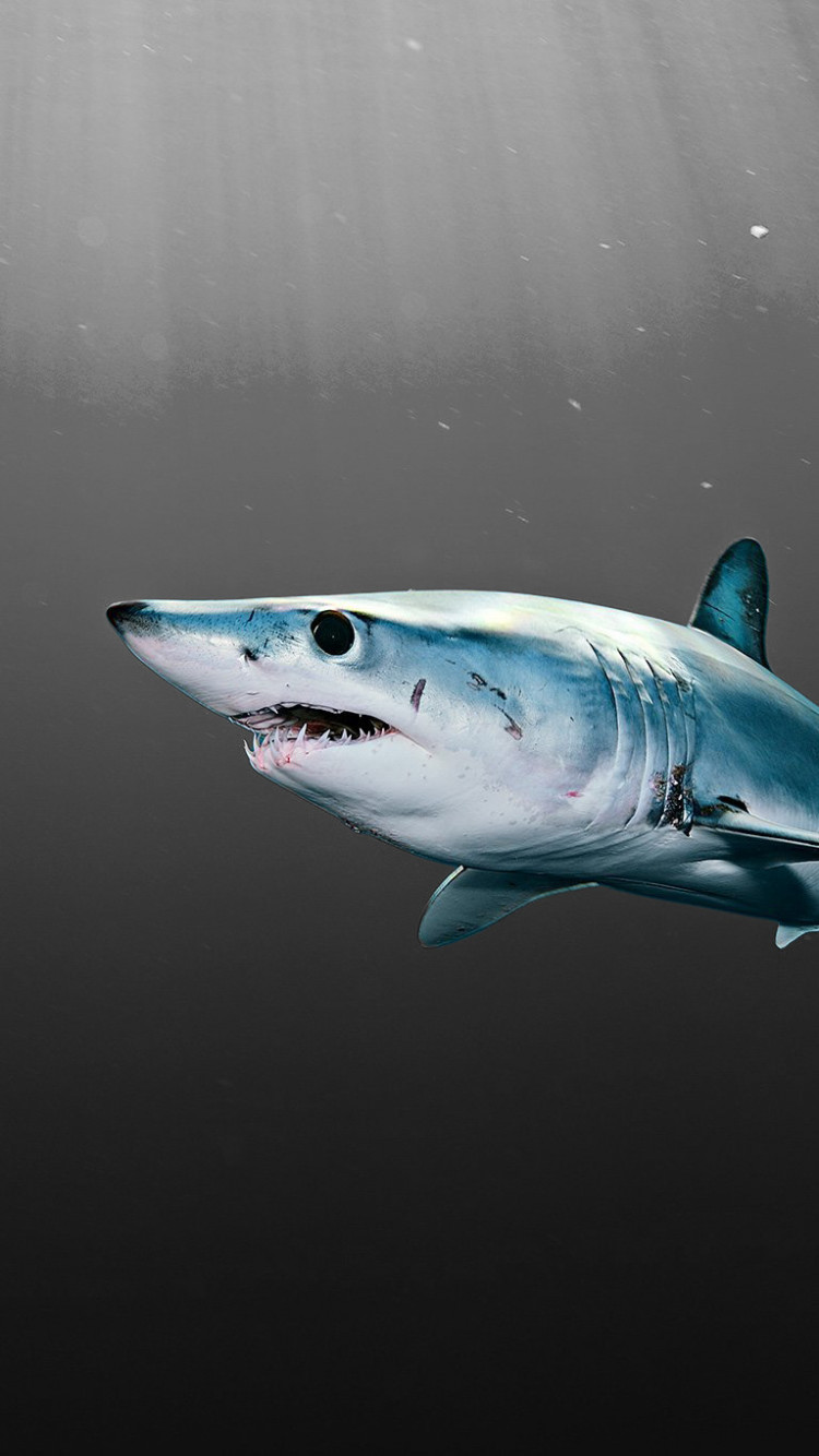 Mako Shark Wallpaper 2048x1365 81206