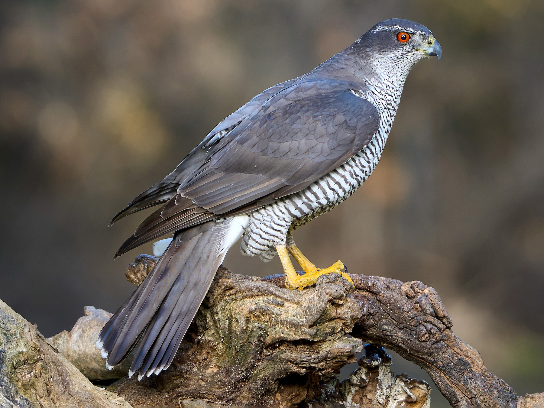 Eurasian Goshawk Wallpapers - Wallpaper Cave