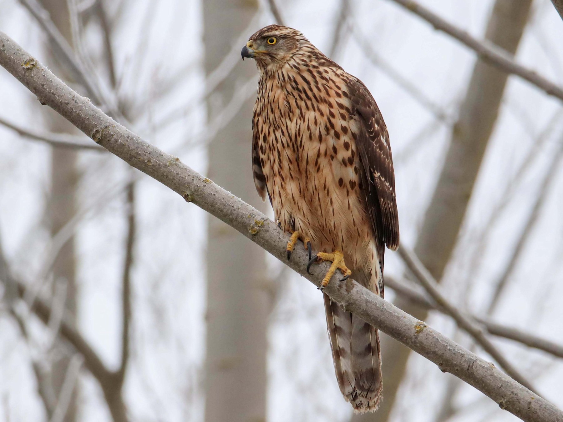 Eurasian Goshawk