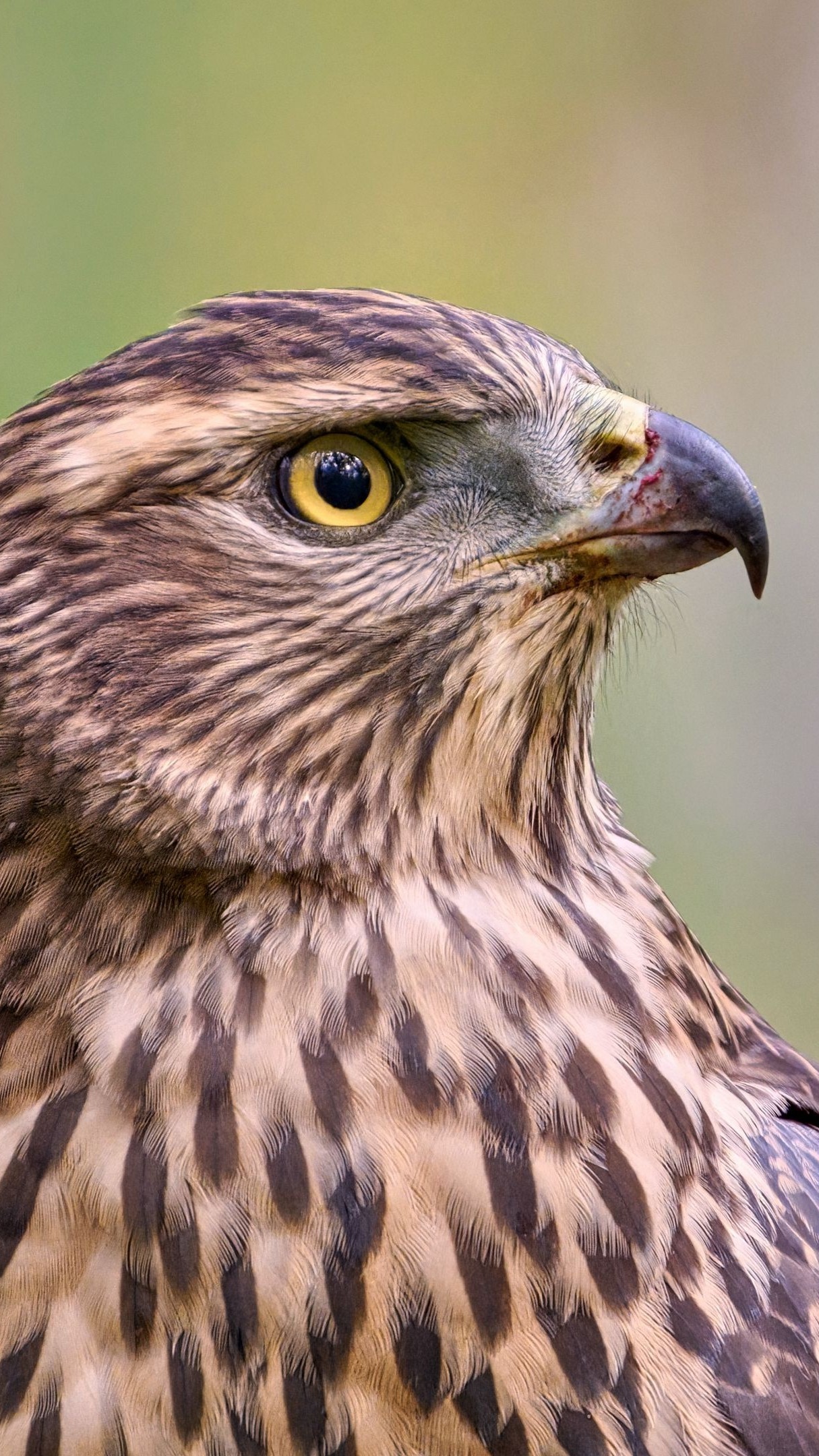 Eurasian Goshawk Wallpapers - Wallpaper Cave