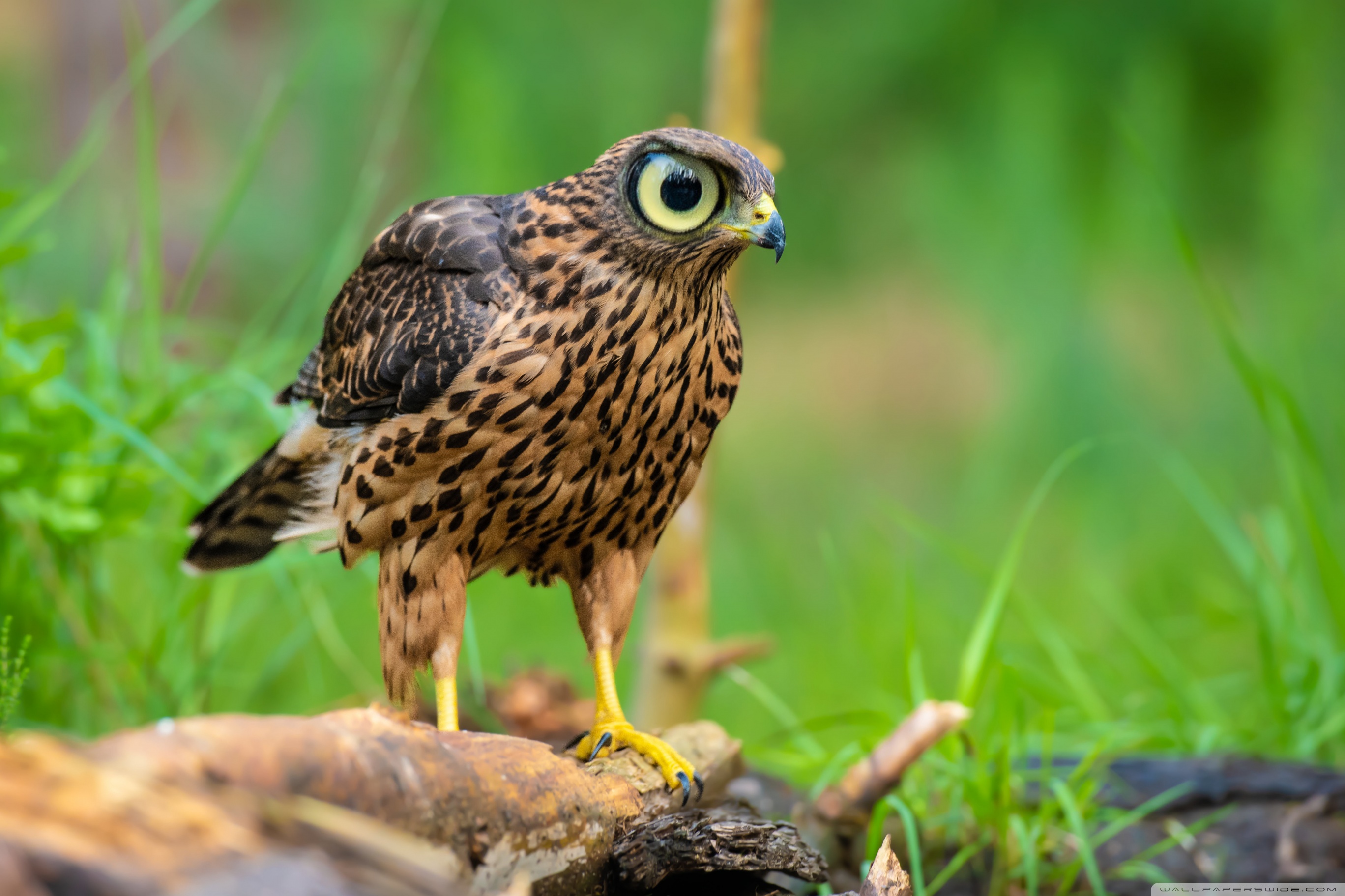 Hawk Goshawk Ultra HD Desktop