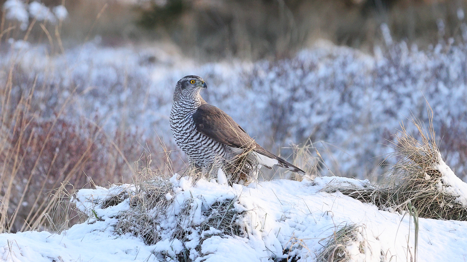 Eurasian Goshawk. Accipiter gentilis
