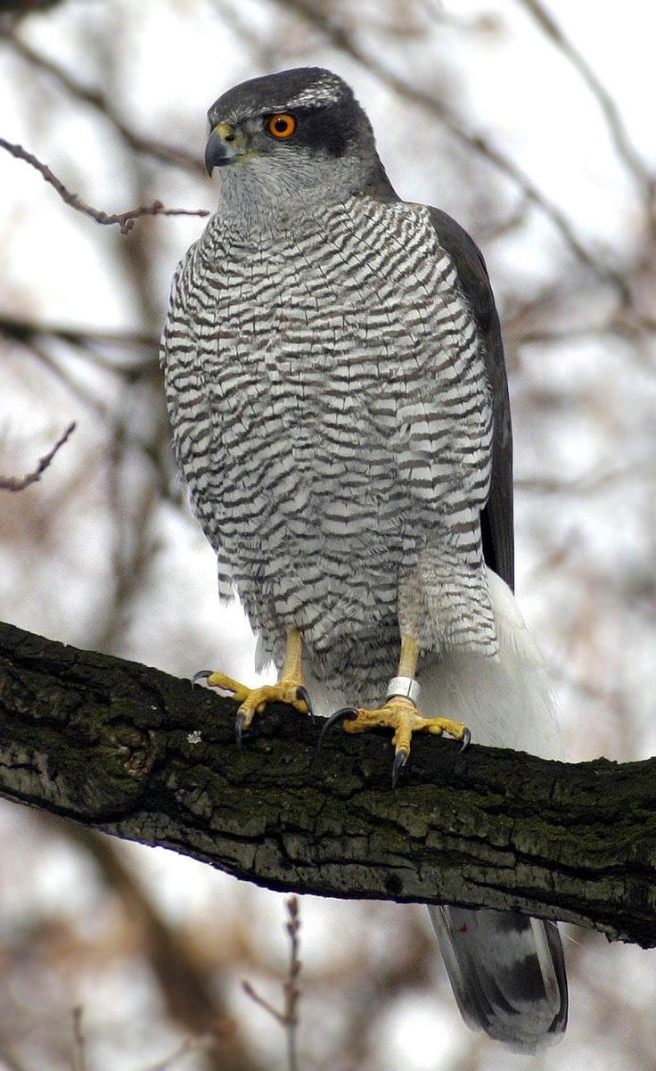 Eurasian Goshawk Wallpapers - Wallpaper Cave