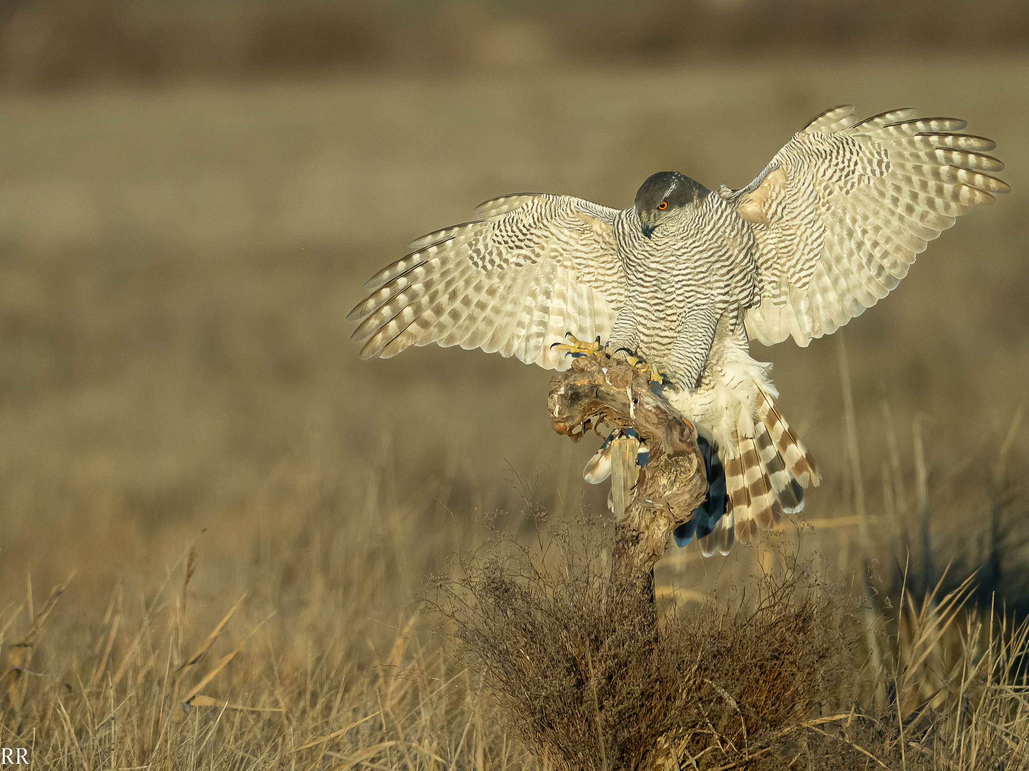 Photos of Eurasian Goshawk Accipiter