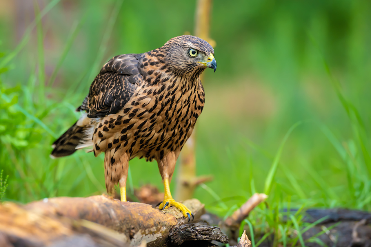 image Hawk Birds goshawk animal Closeup