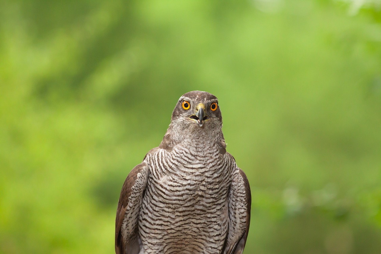 Accipiter Gentilis & Goshawk Image