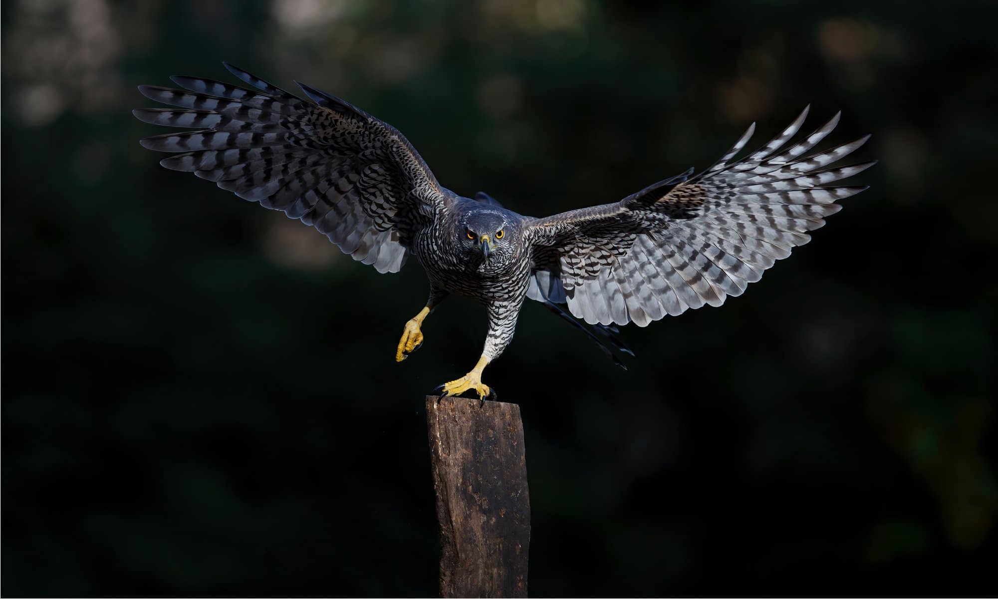 Goshawk Bird Facts. Accipiter gentilis