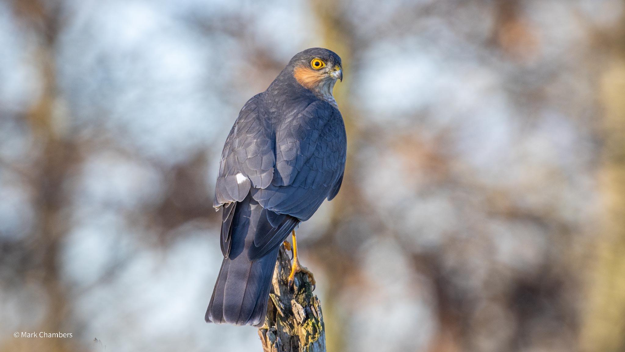 How to photograph wild sparrowhawks