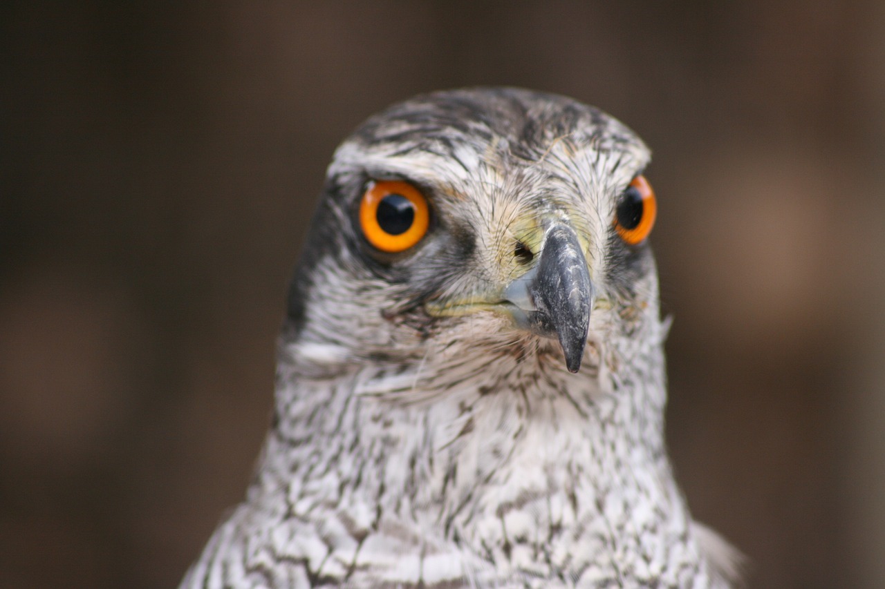 Free Goshawk & Bird Image