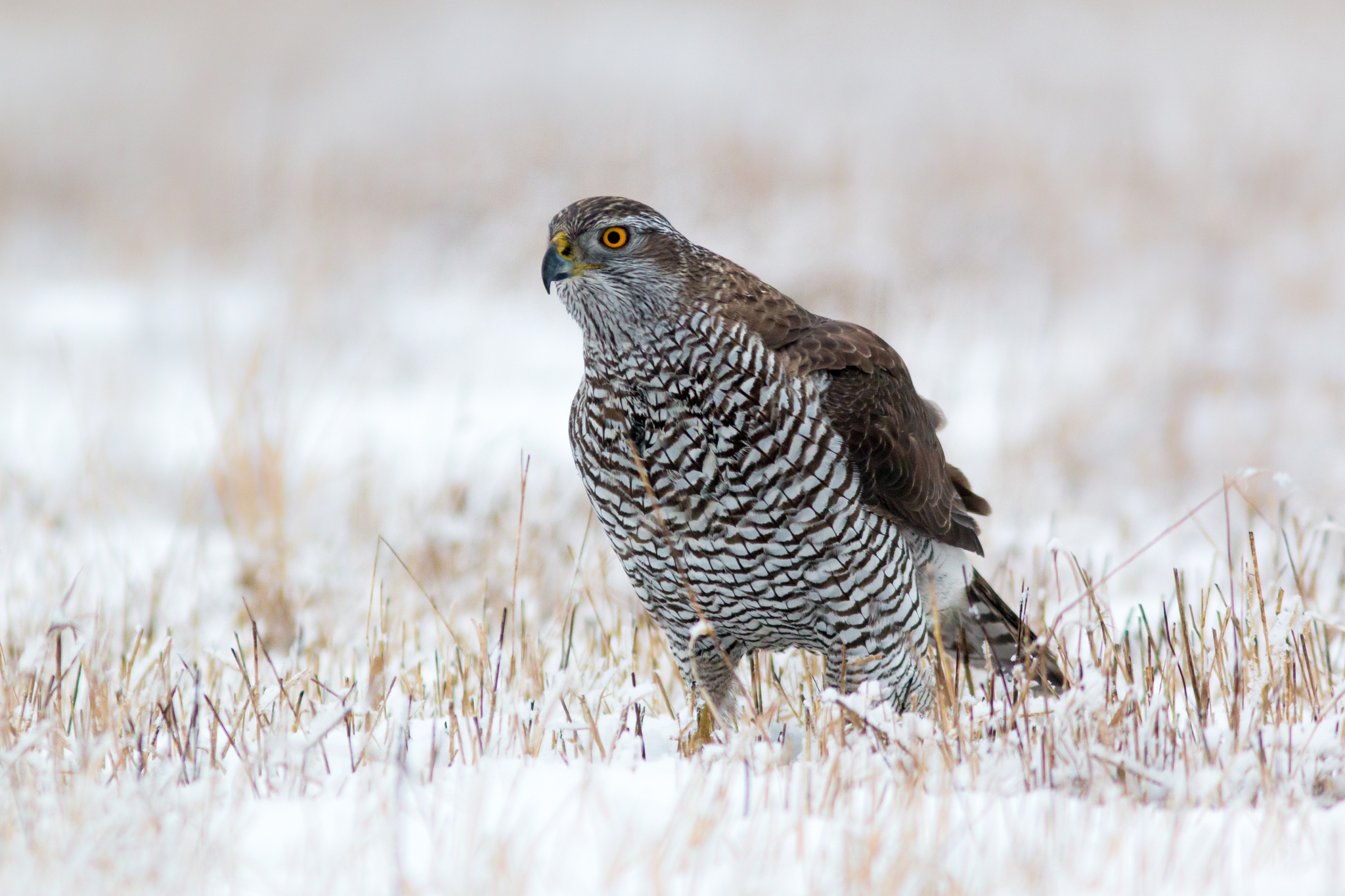 Photos of Eurasian Goshawk Accipiter