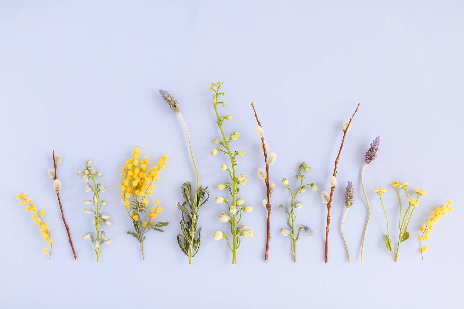 Download free Cute Spring Long Flowers