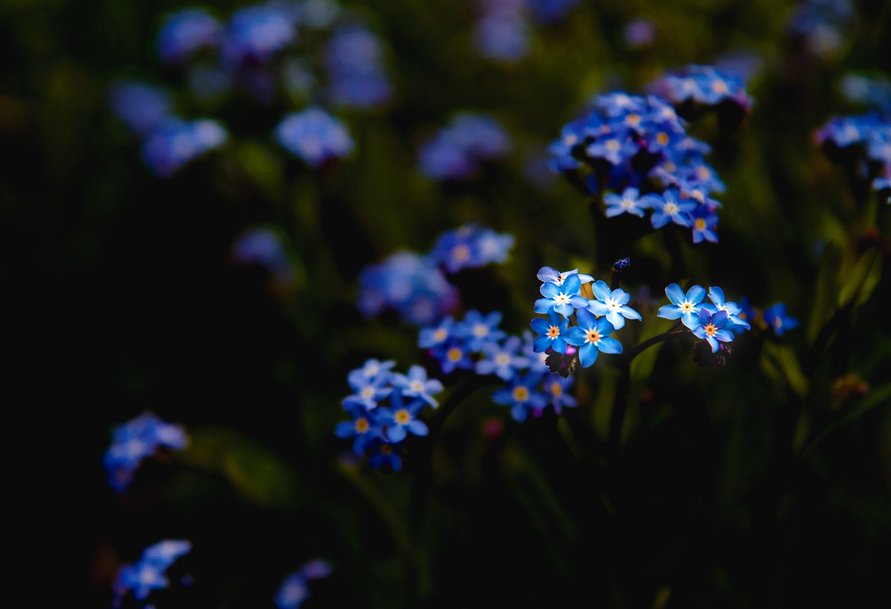 Flowers Spring Blue