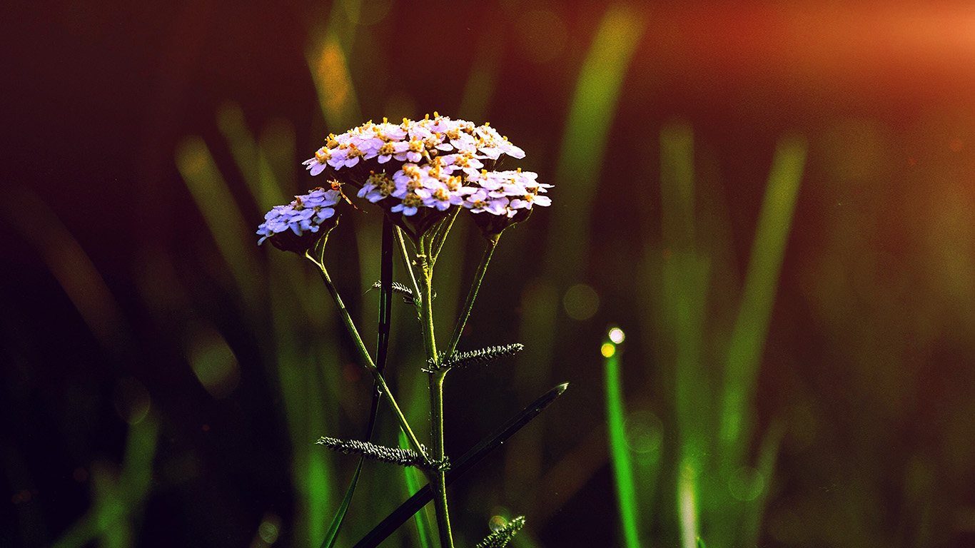 Spring Flower Bokeh Beautiful Blue