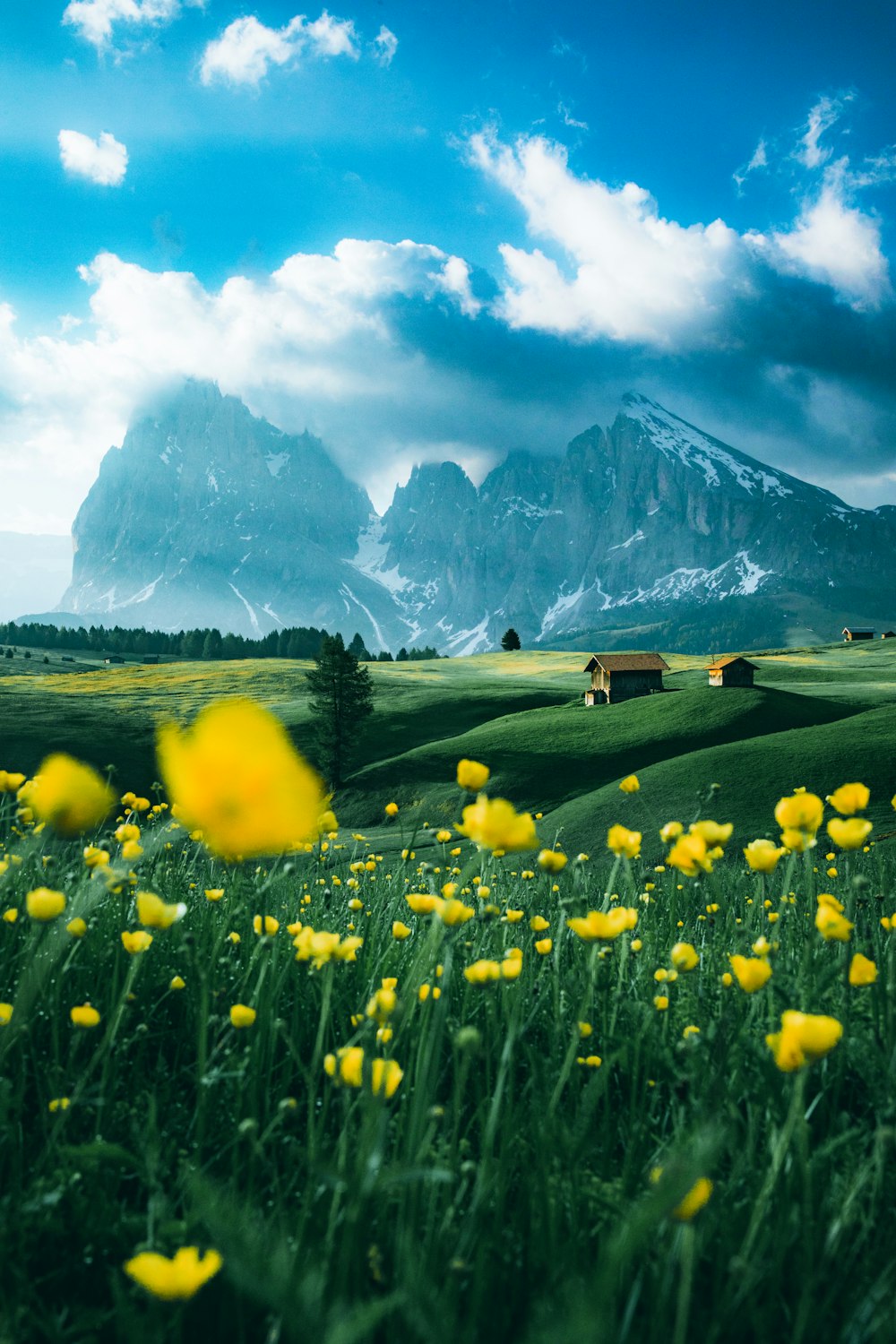 Yellow flower field near mountain under