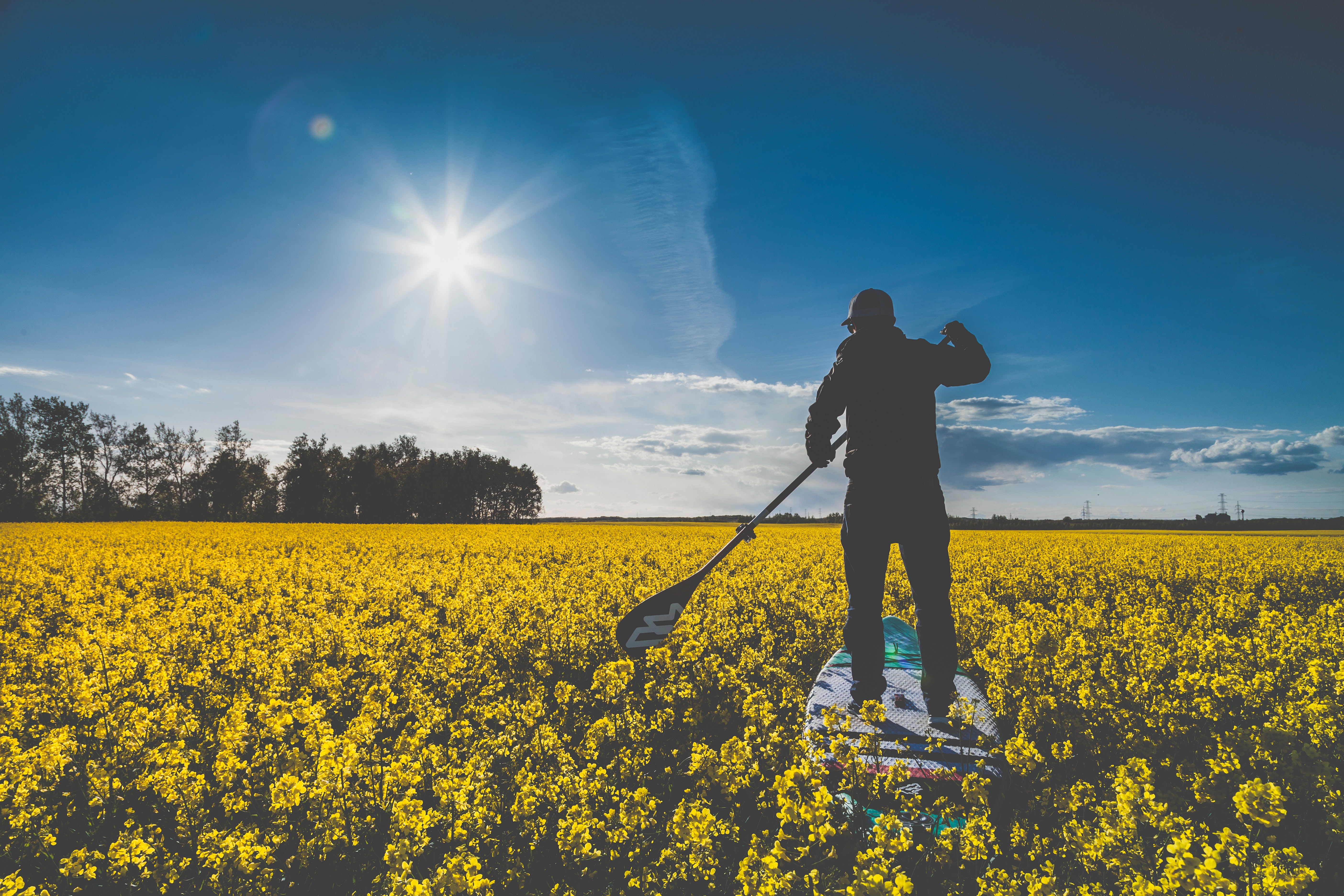 Yellow Flower, Surfing, Rapeseed