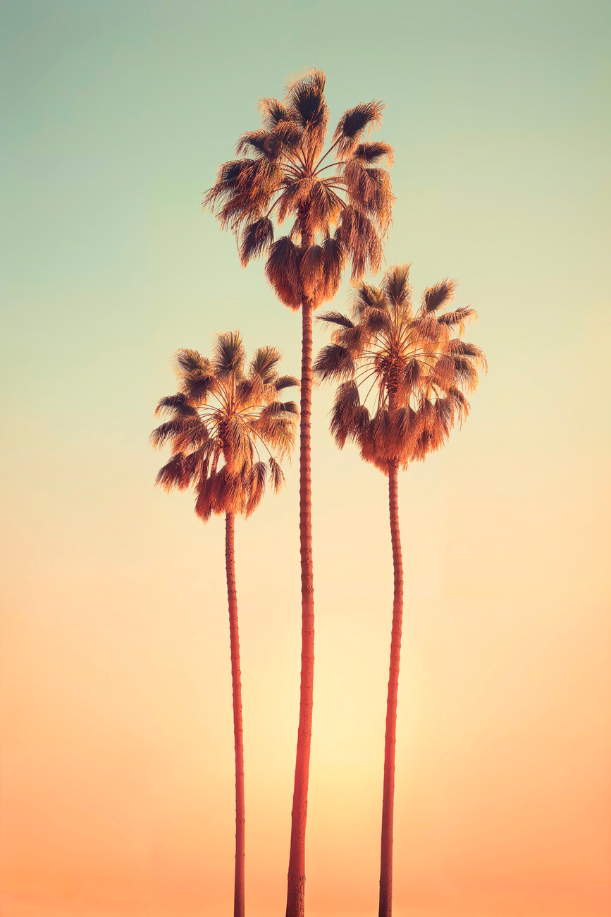 California Dreaming Palms
