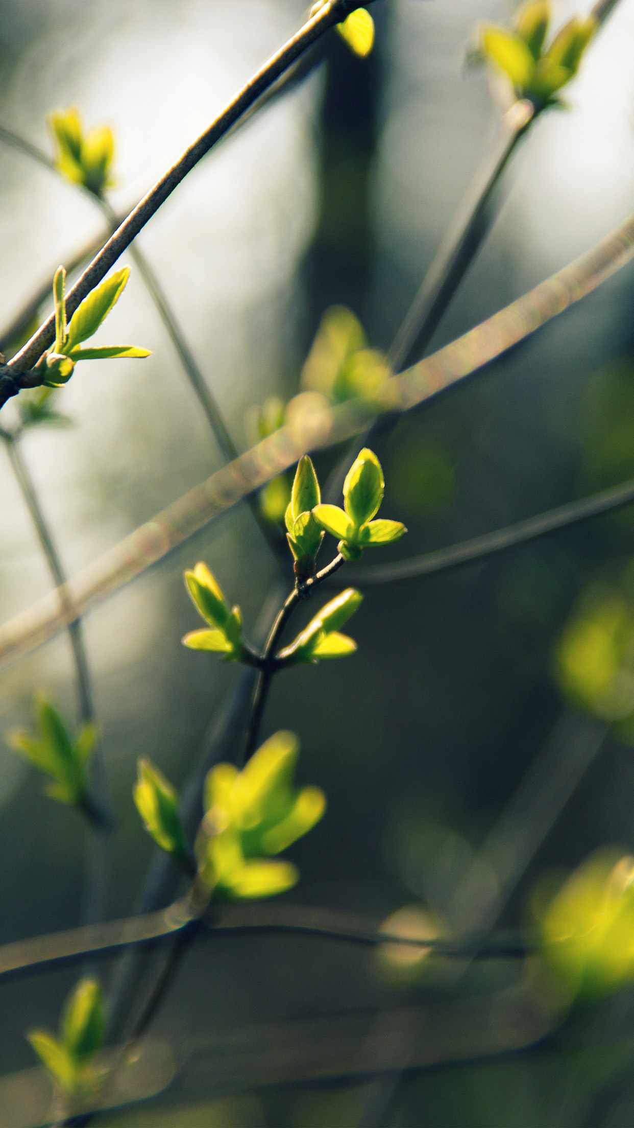 Spring Leave Green Nature Bokeh Tree