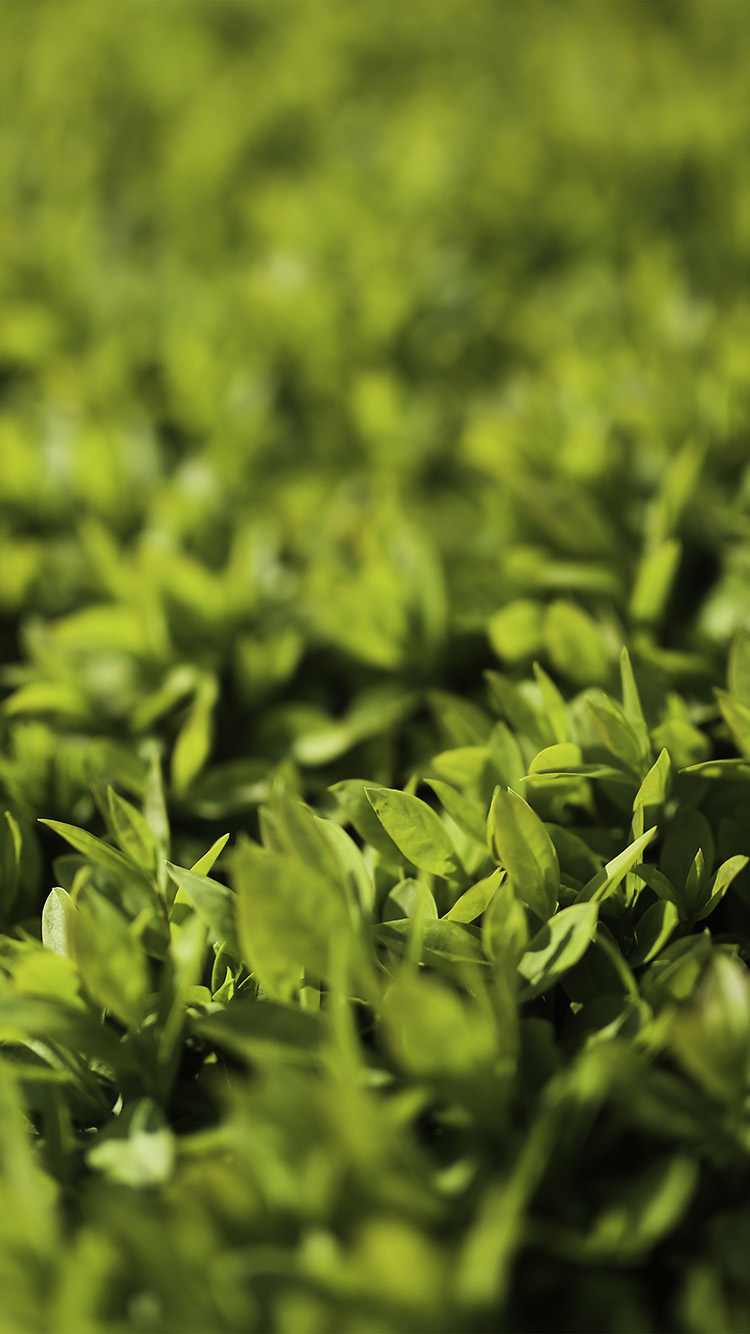Leaf Spring Green Nature Young Bokeh