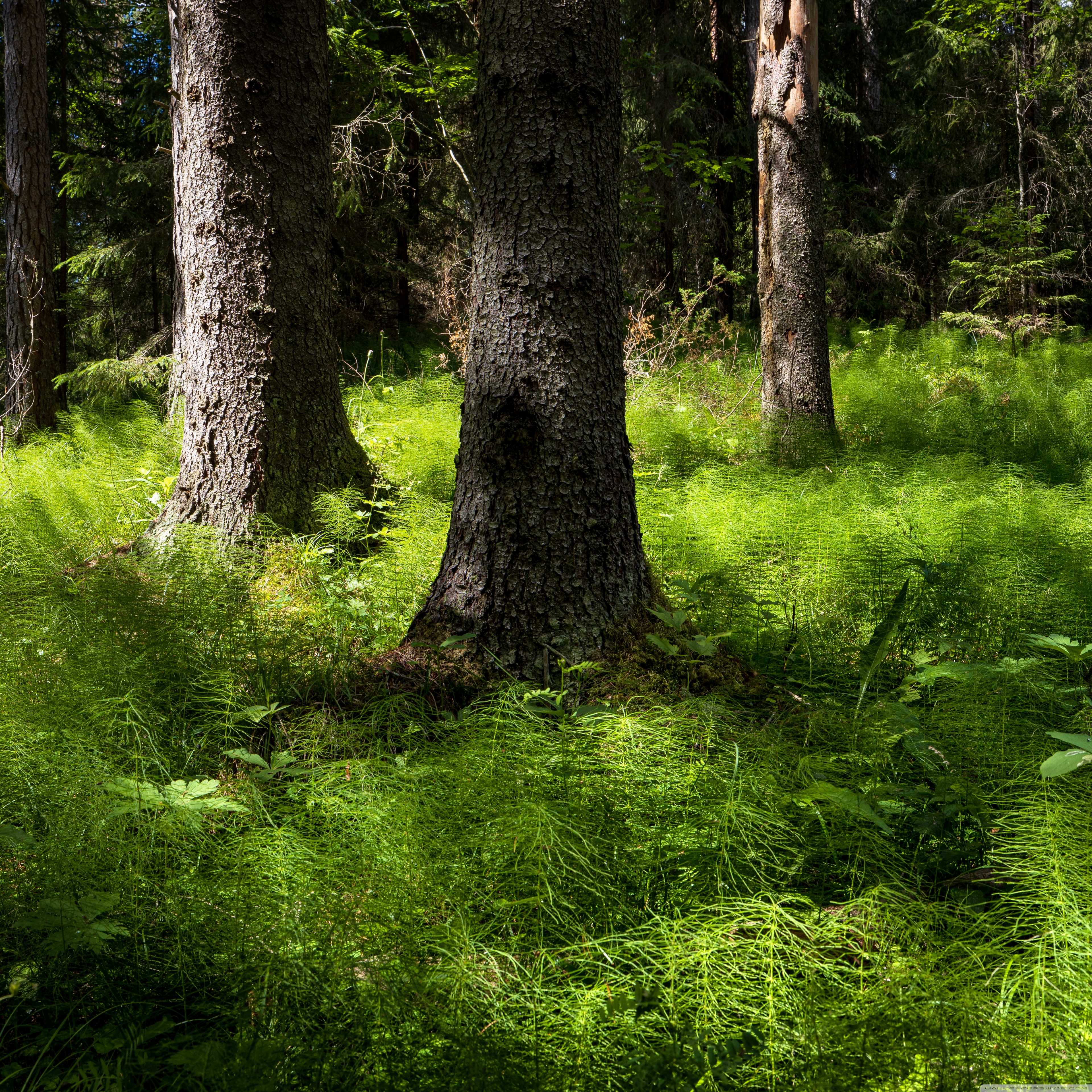 Ultra HD Desktop Background Wallpaper