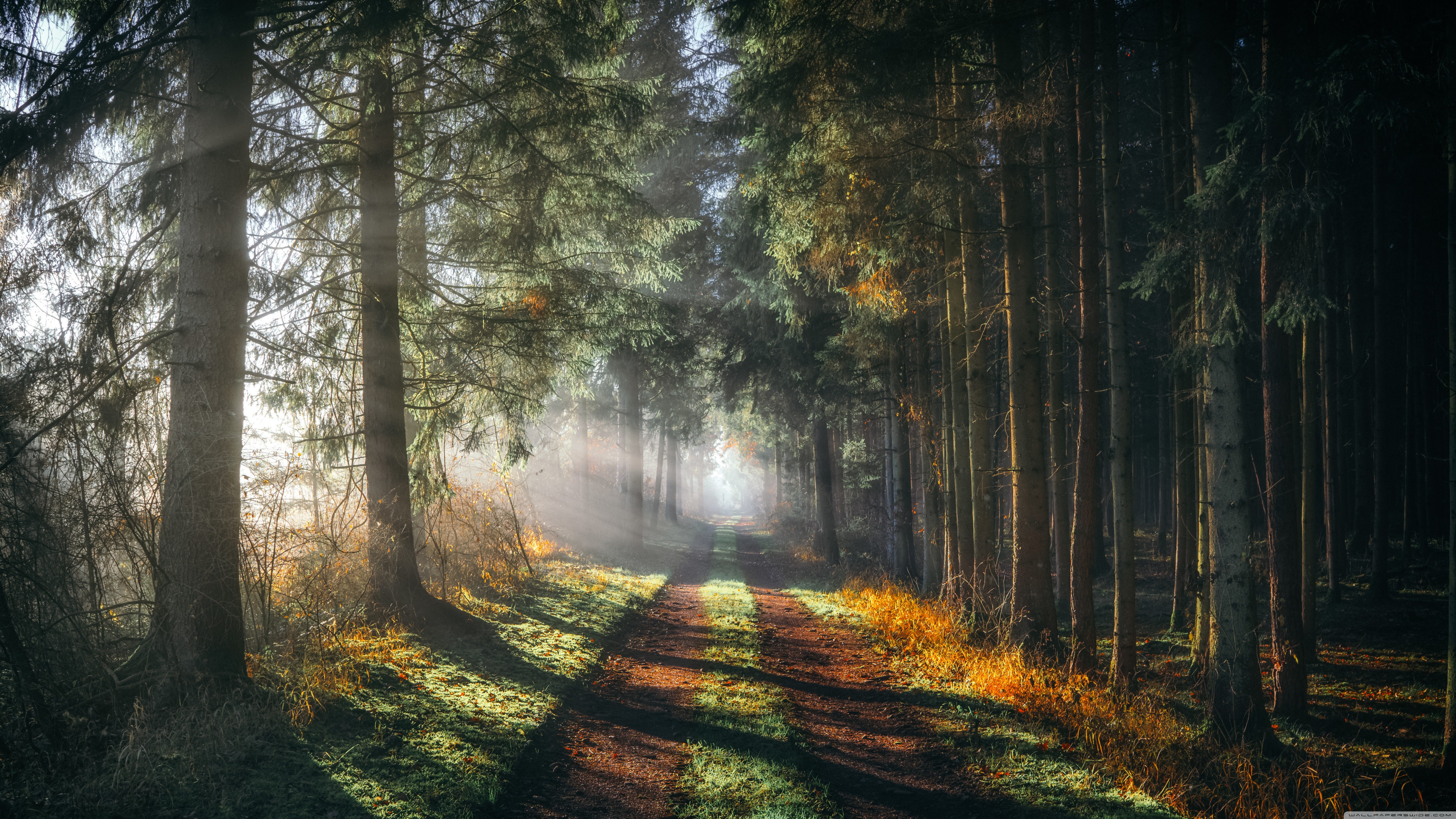 Coniferous Forest, Road, Sun Rays