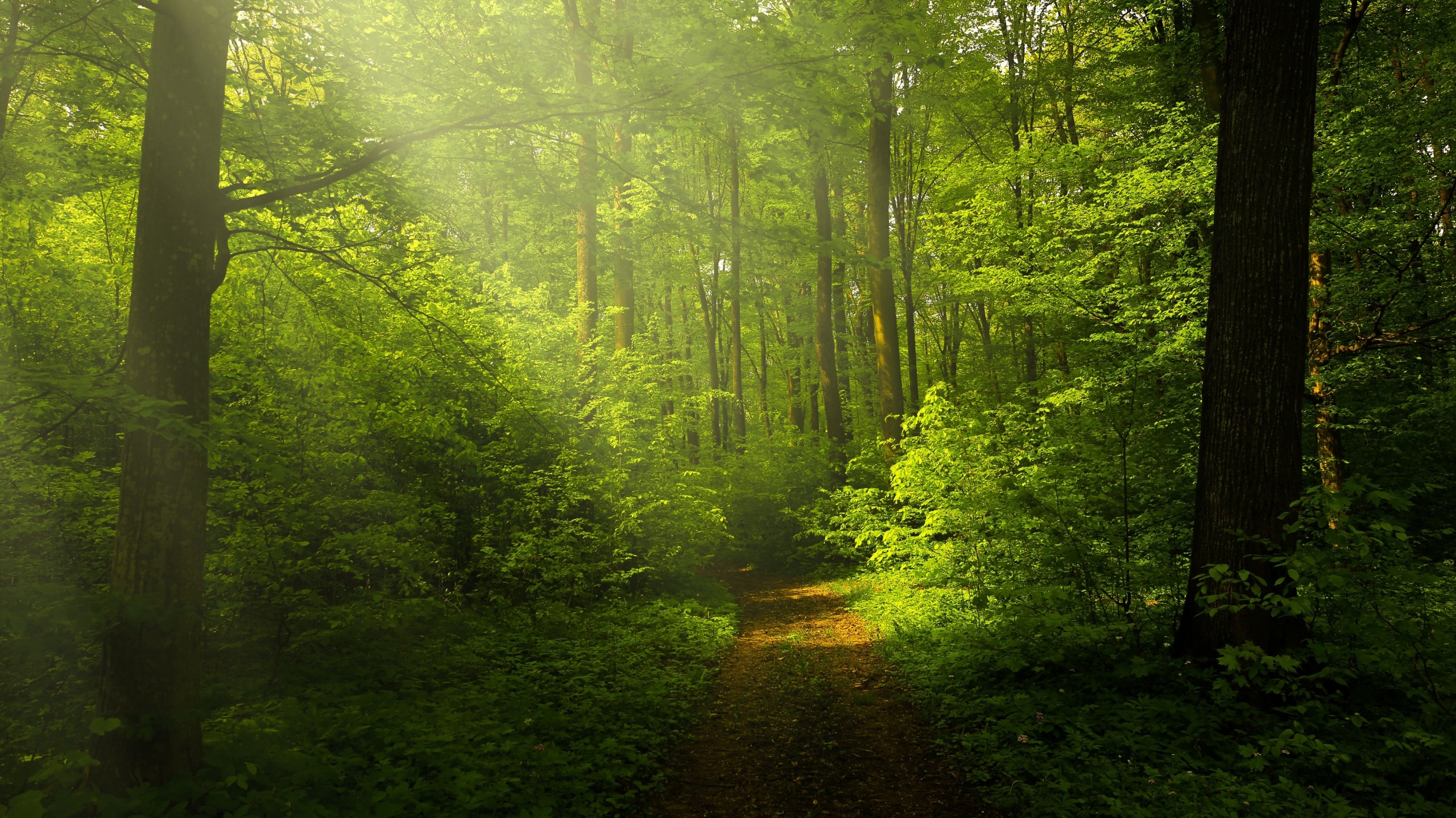 Green Forest Wallpaper 4K, Woods
