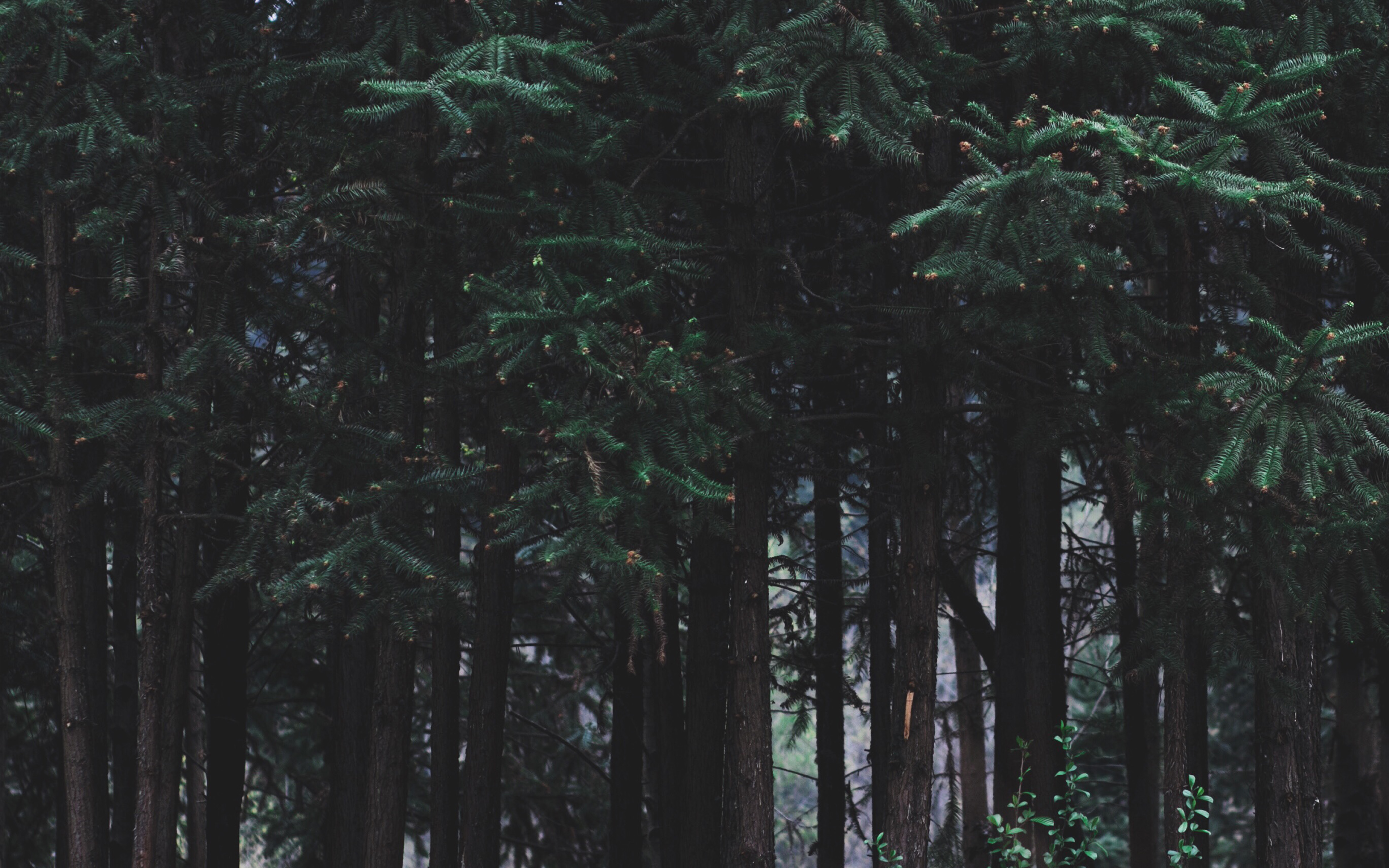 Wood Forest Dark Night Tree Nature