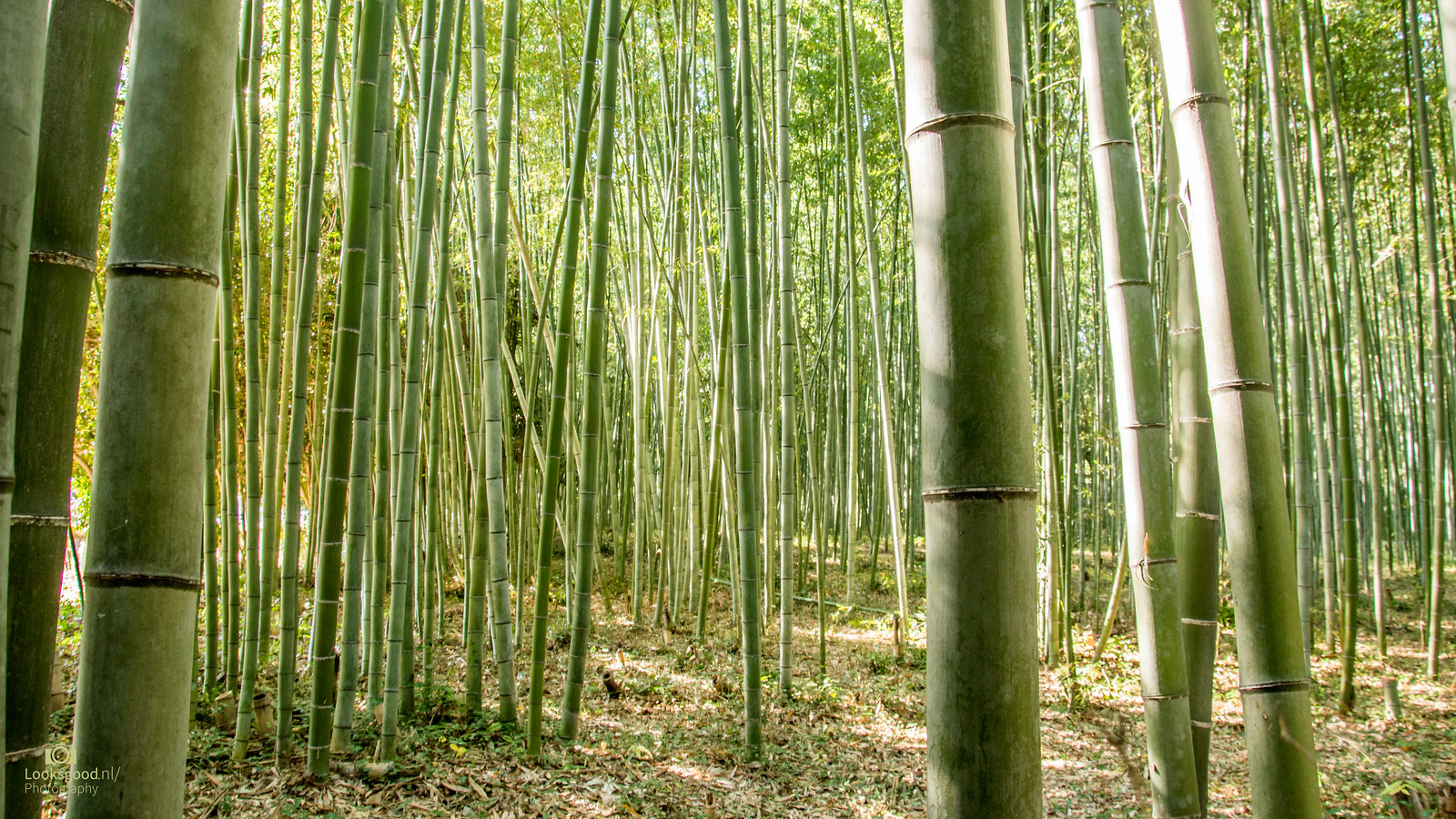 Bamboo forest Kyoto Japan 4K Wallpaper