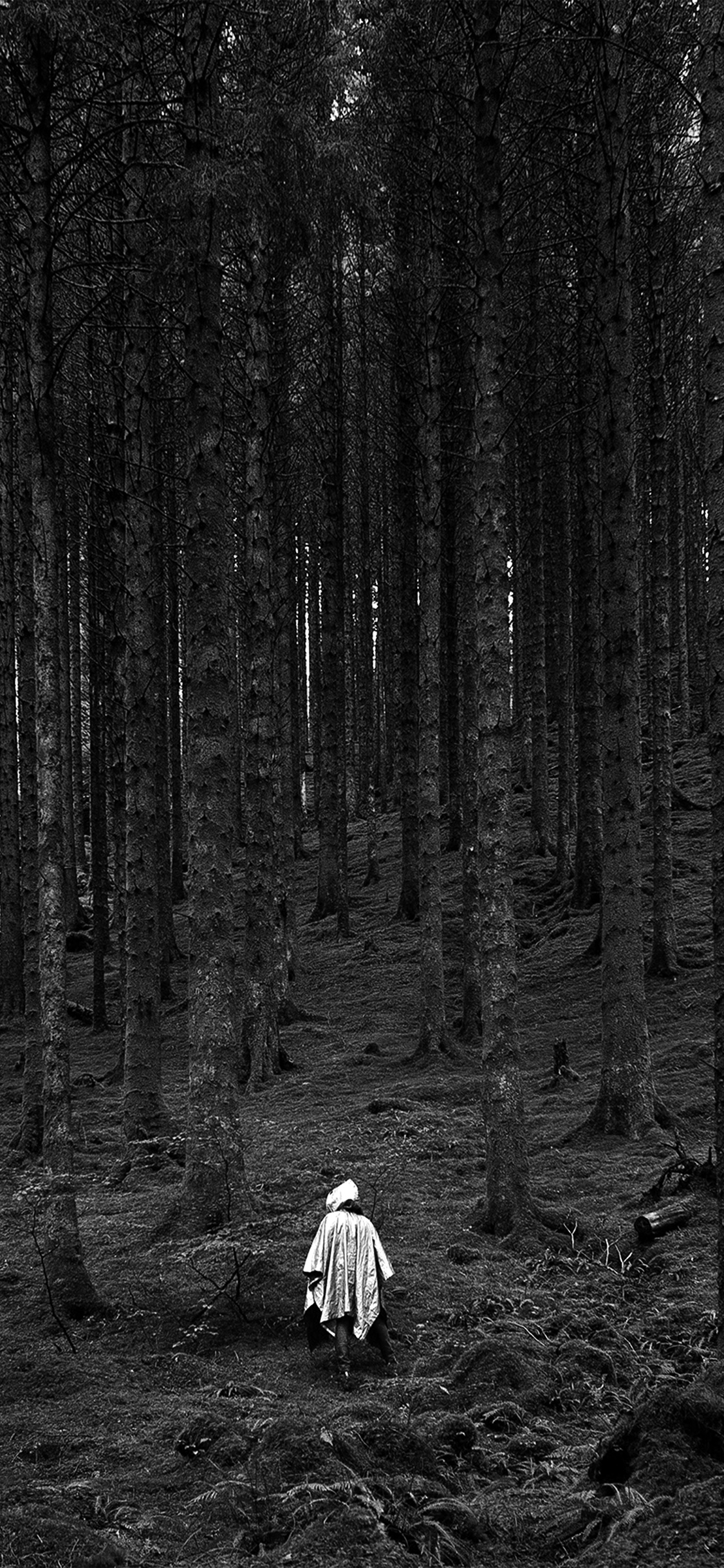 In Wood Forest Mountain Nature