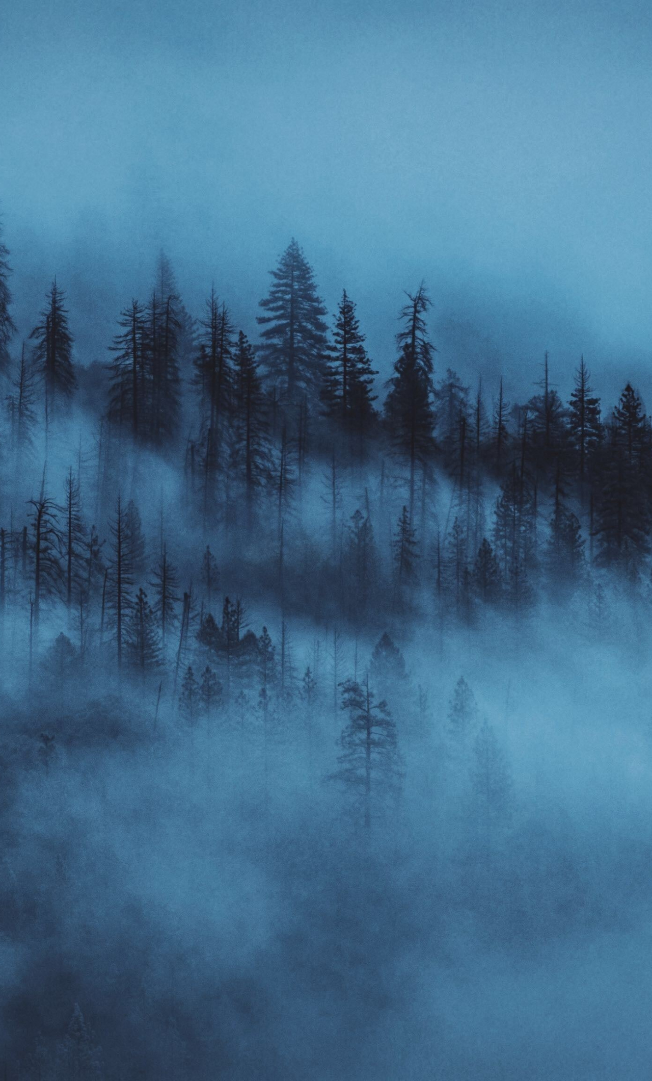 Download wallpaper 1280x2120 dark, mist, trees, forest, iphone 6 plus, 1280x2120 HD background, 16864