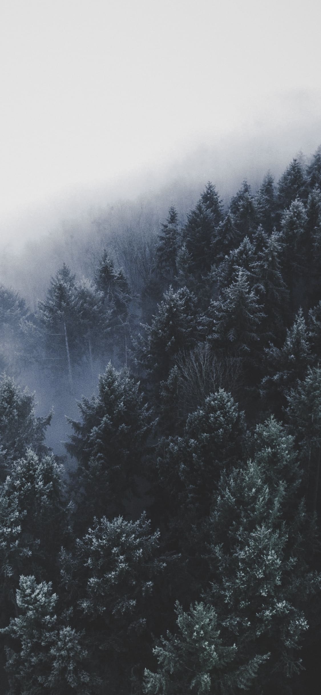 Forest Wallpaper for iPhone 11, Pro Max