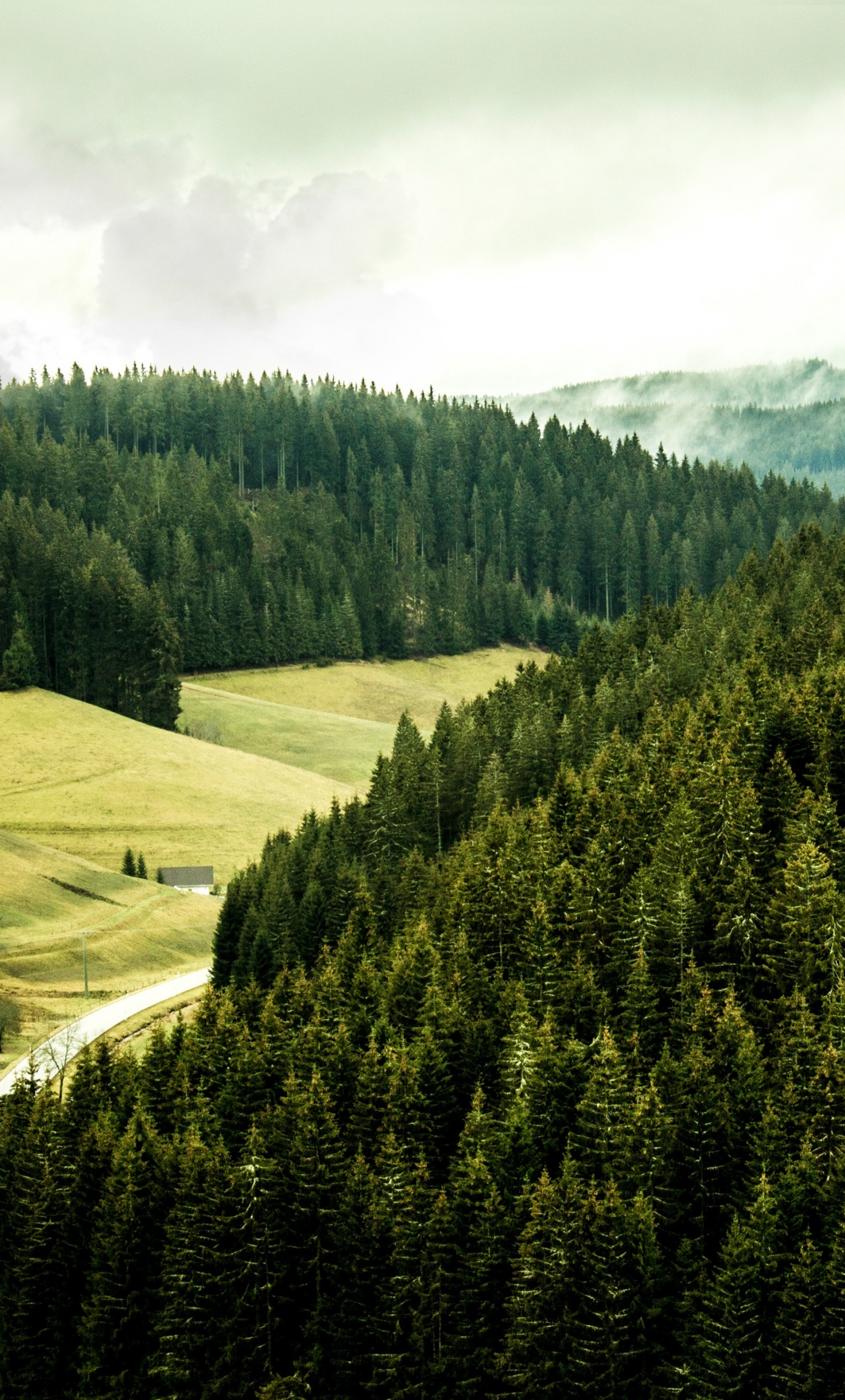 wallpaper 1280x2120 black forest