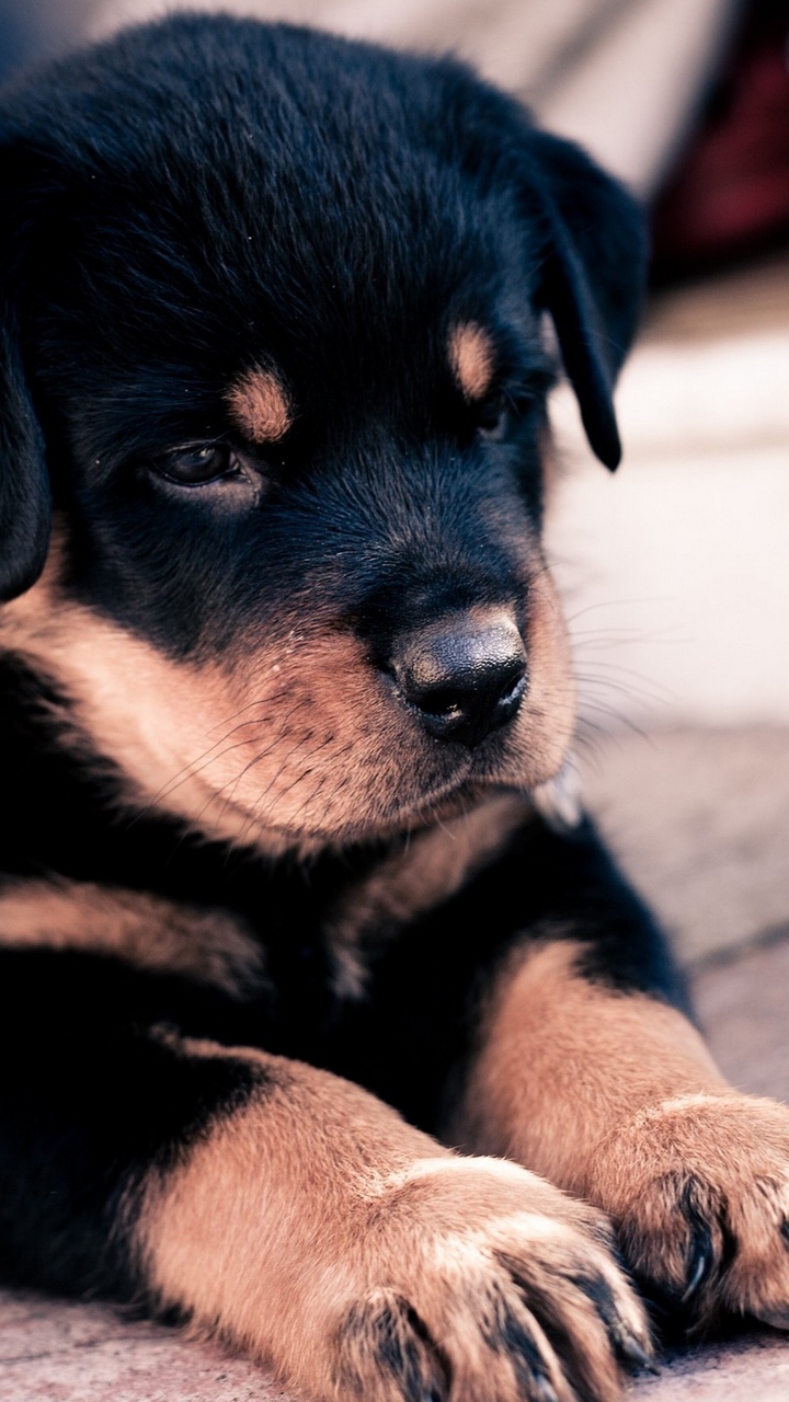 Cute Dog Wallpaper on Amazon