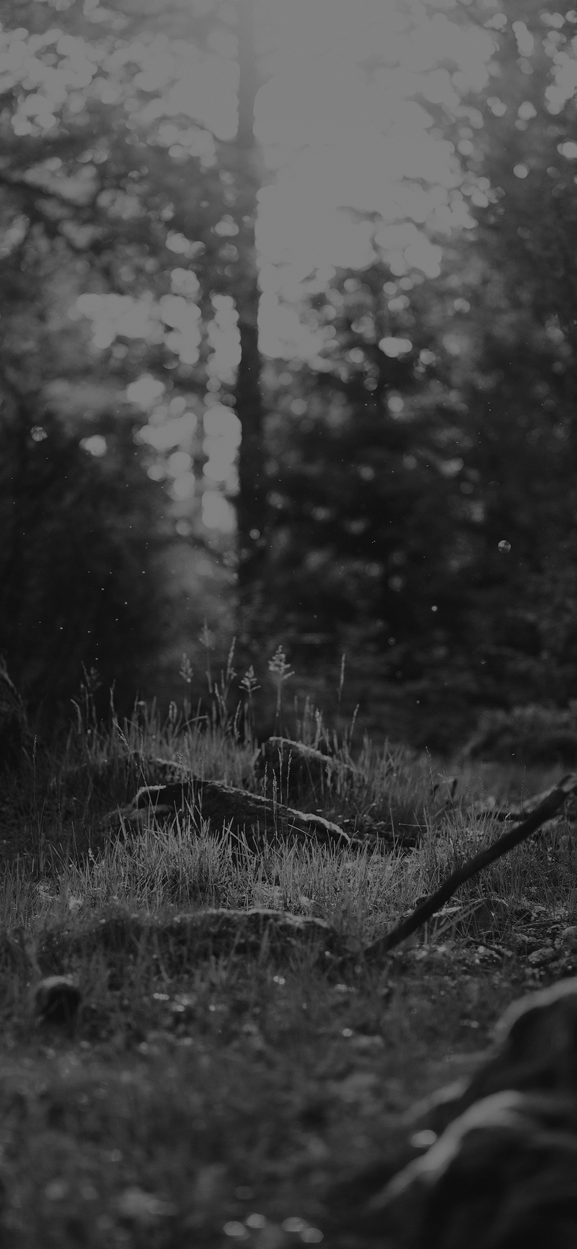 Forest Green Nature Tree Black