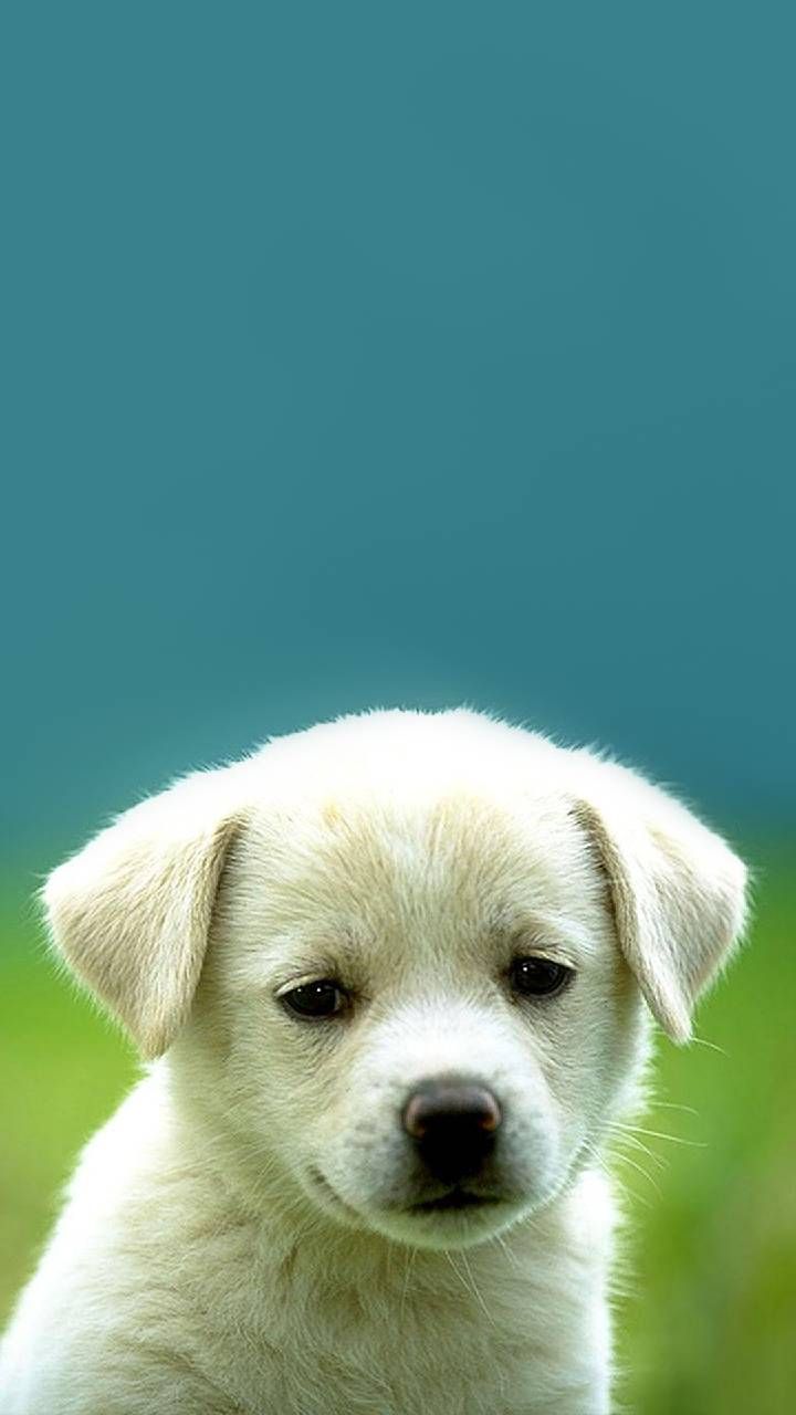Adorable Puppy Wallpaper