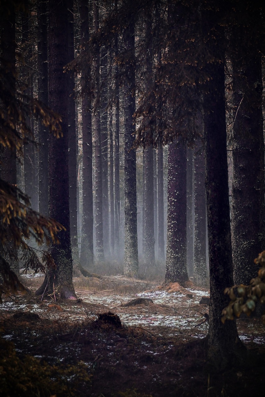 Forest Dark Nature