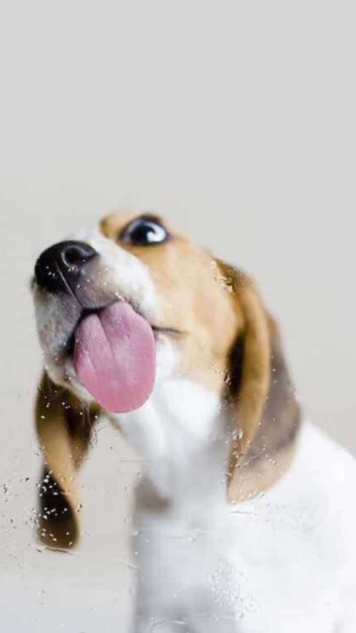 Funny Dog Wallpaper