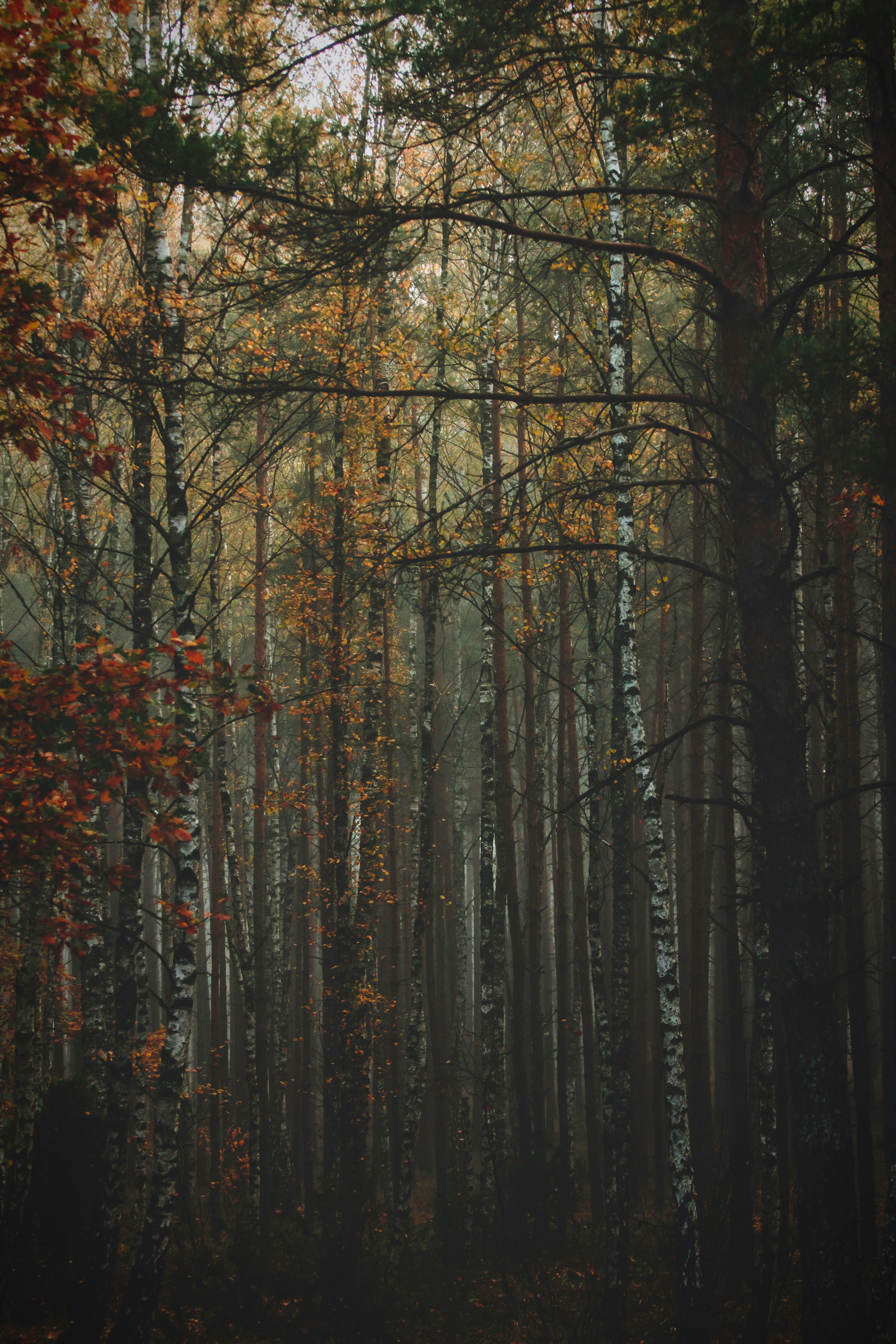 Fog, Nature, Trees, Autumn, Forest