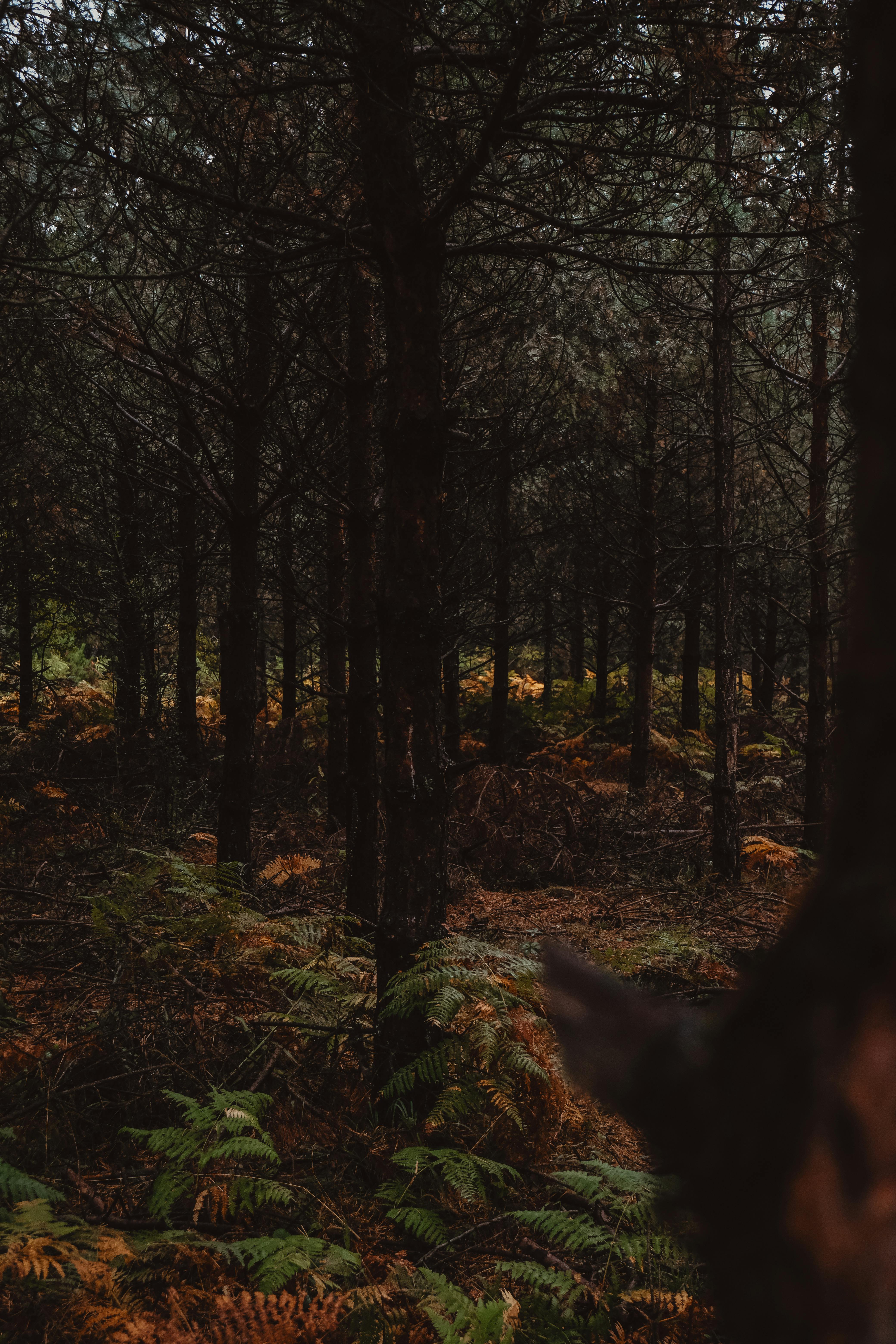 Ferns in a Dark Forest · Free