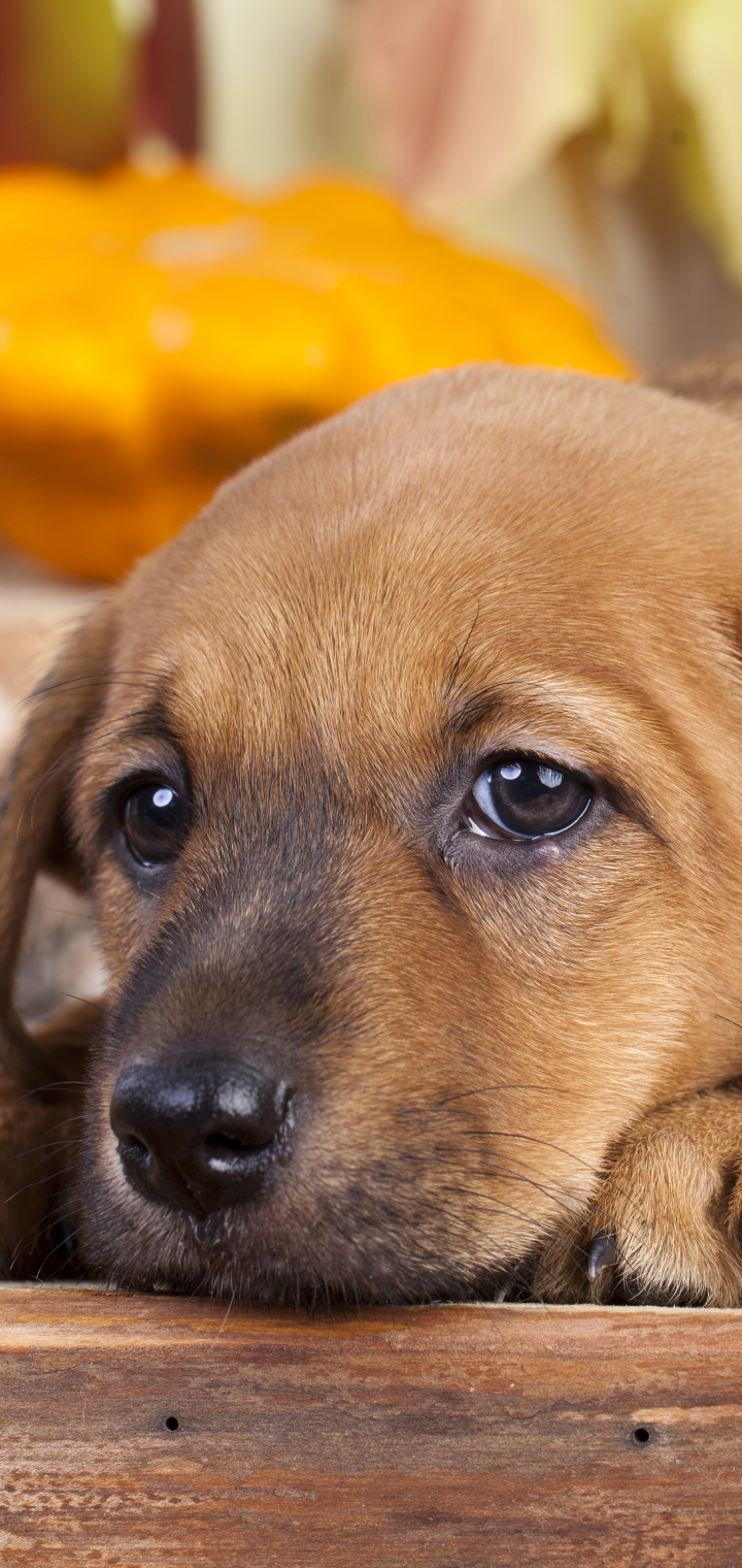 Golden Retriever Phone Wallpaper