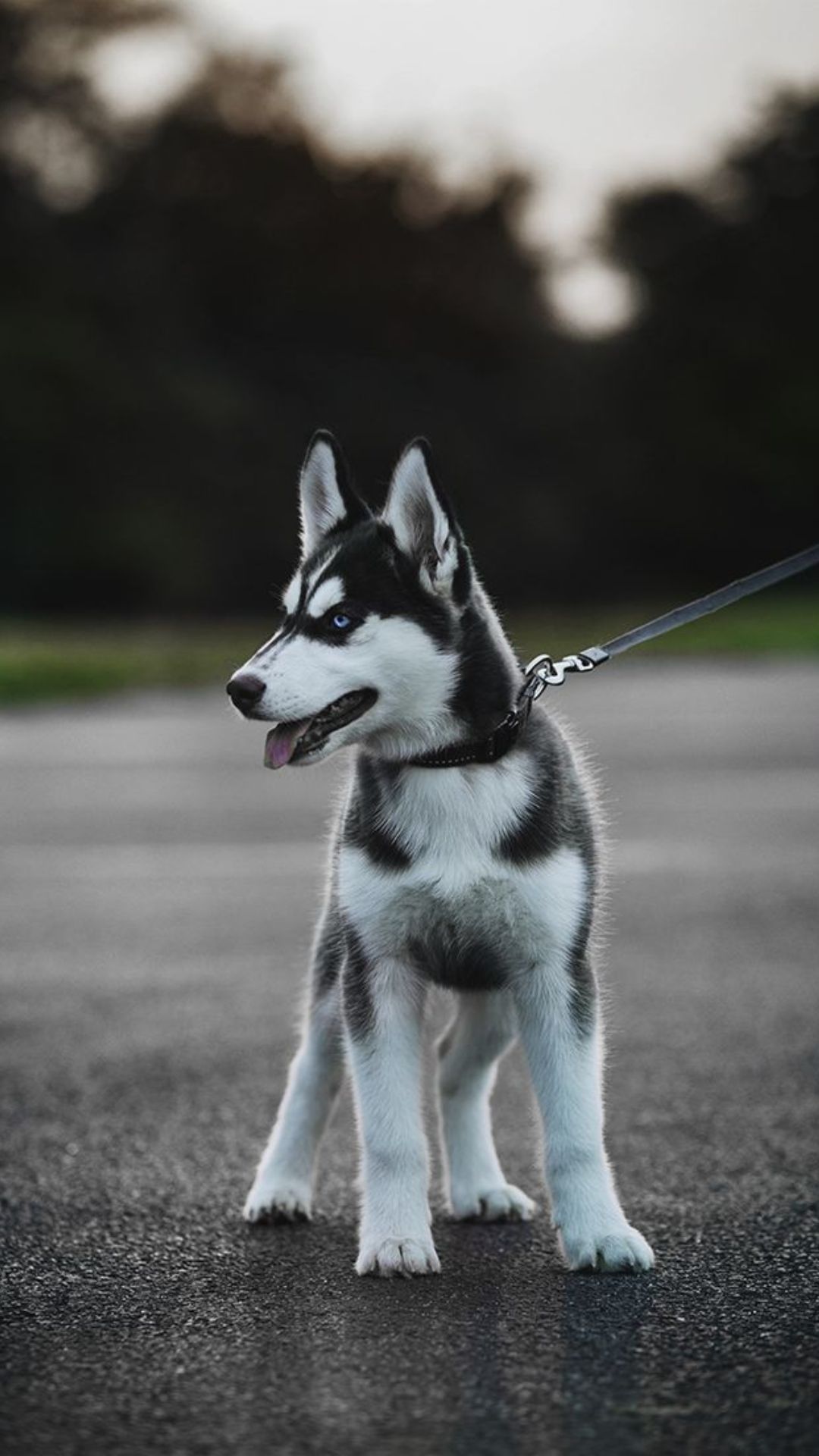 Cute Dogs Wallpaper Cute