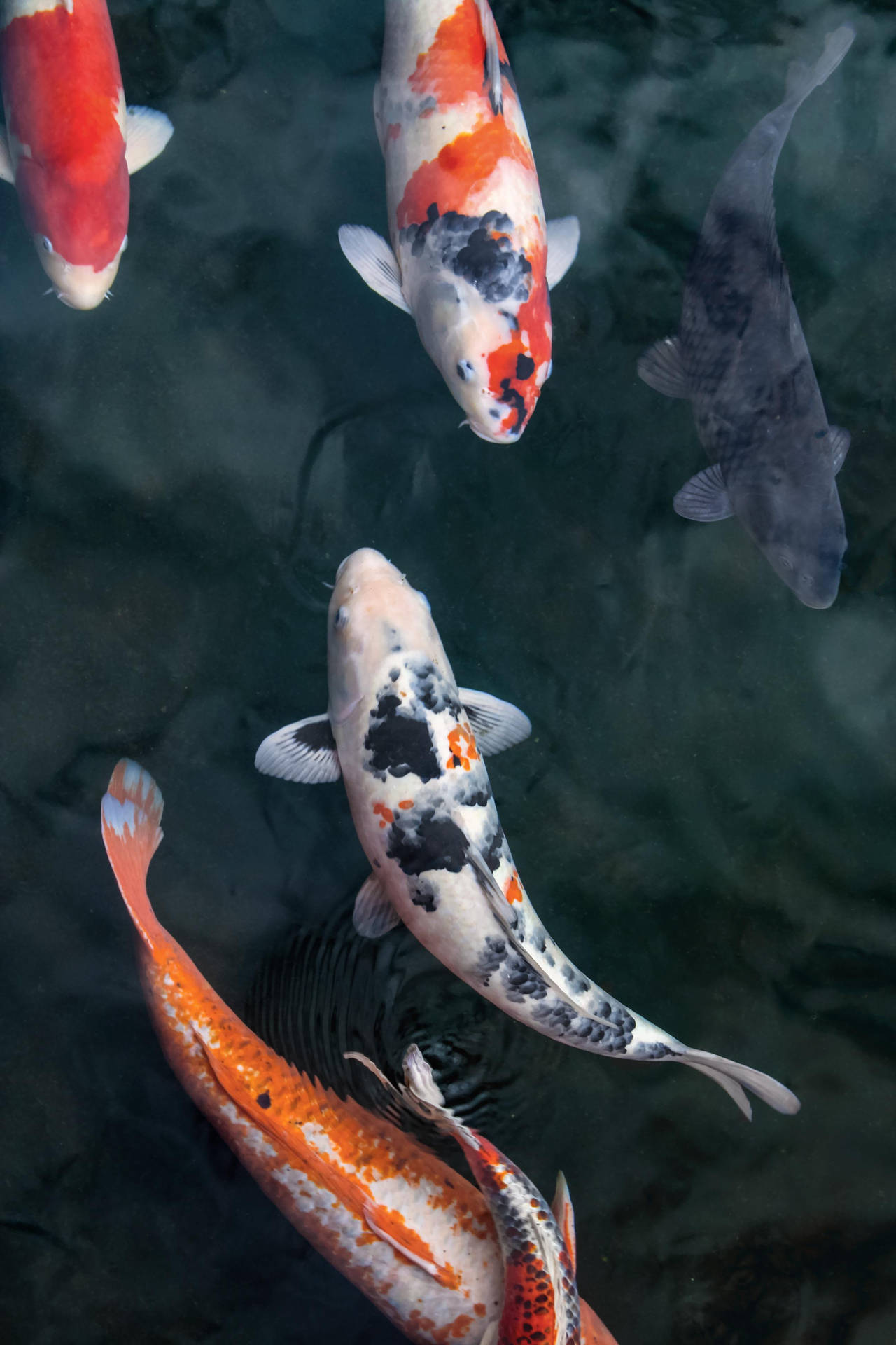 Koi Fish Pond Top iPhone Wallpaper