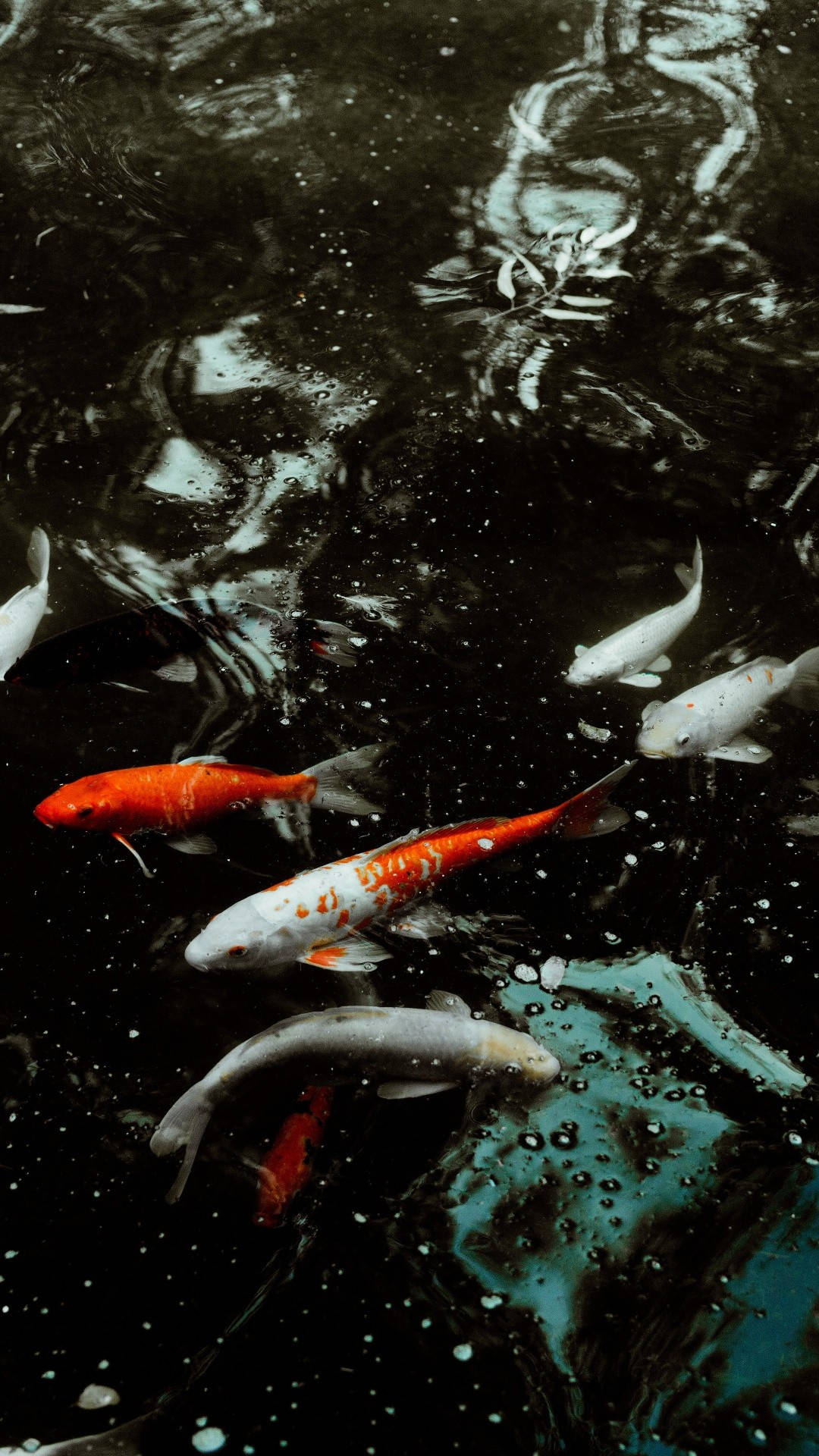 Download Koi Fish Pond iPhone Wallpaper