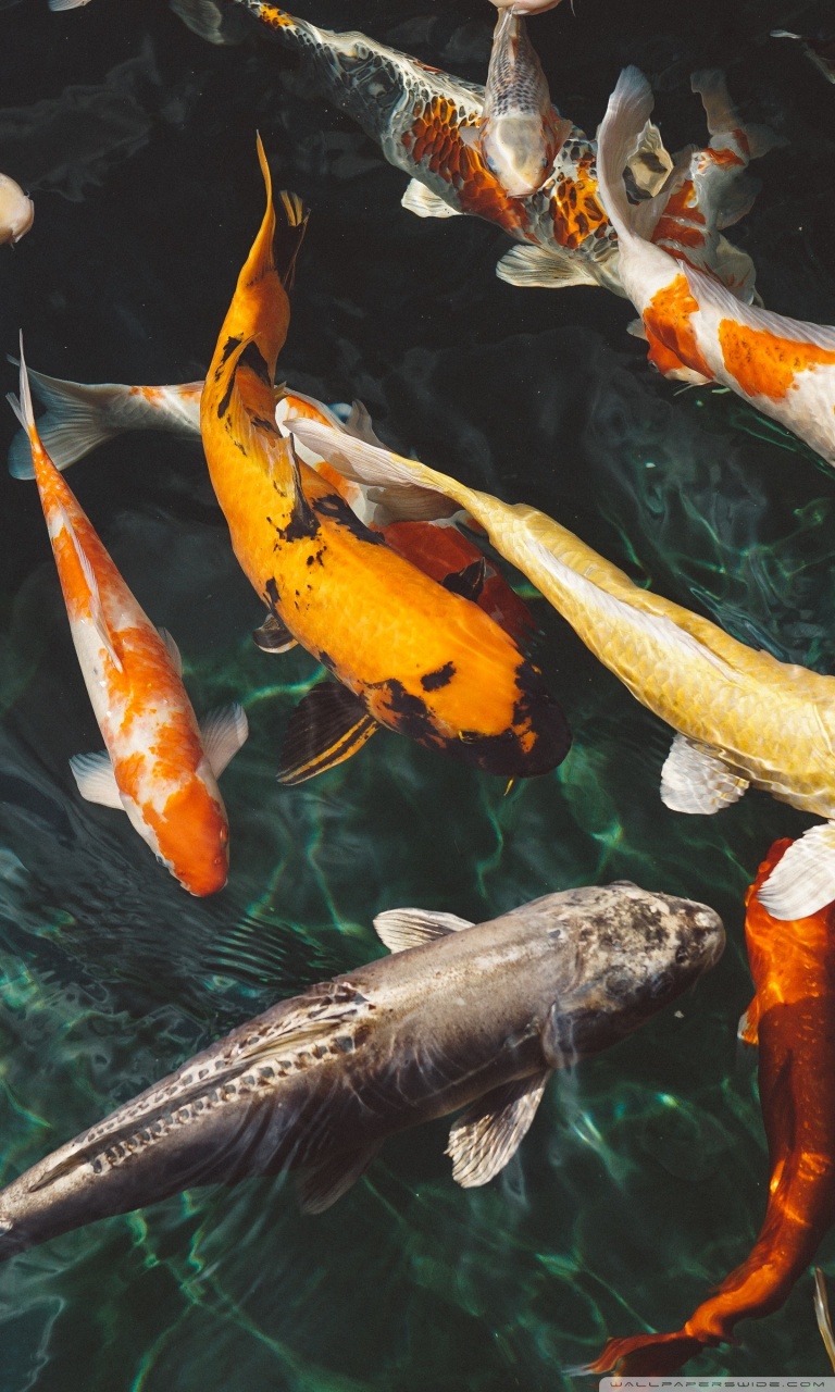 Koi Fish Ultra HD Desktop Background