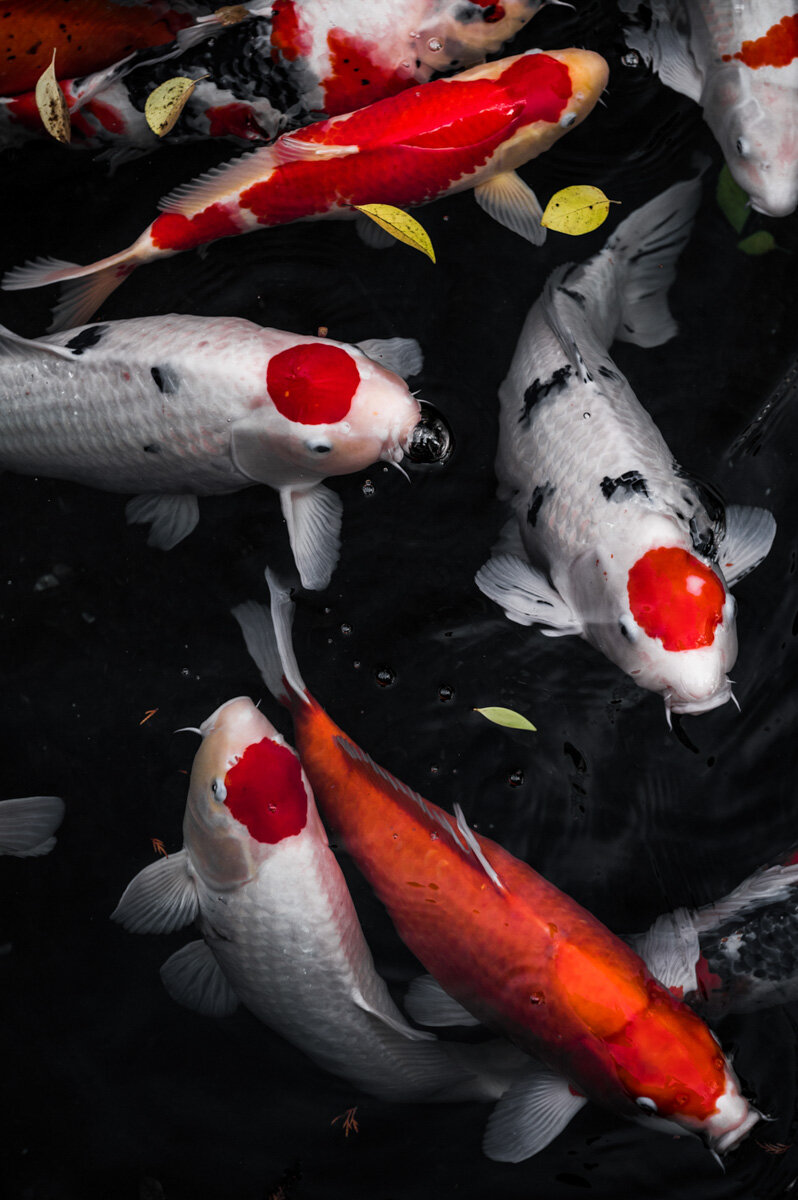 Tokyo Photographer Palka