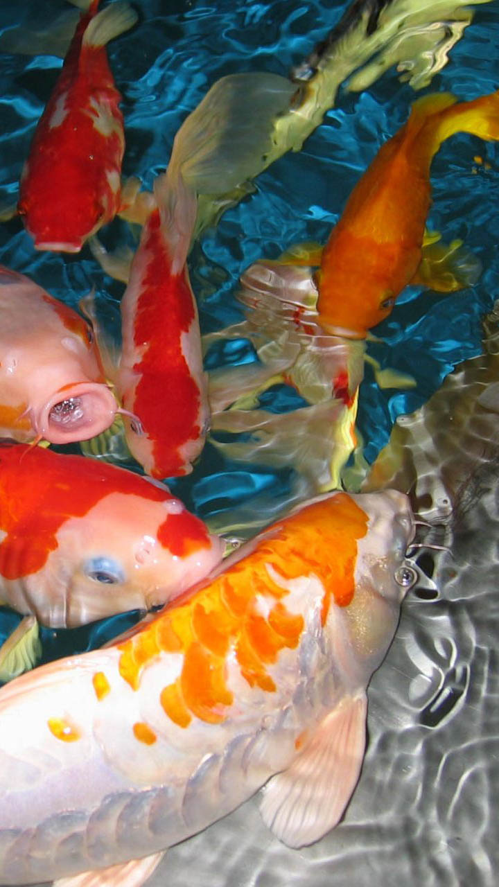 Koi Fish Live Wallpaper:Amazon.com