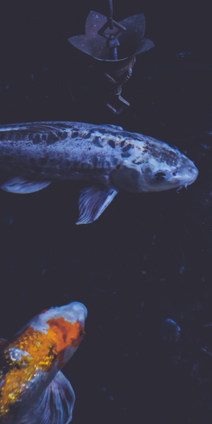 Koi iPhone Wallpaper