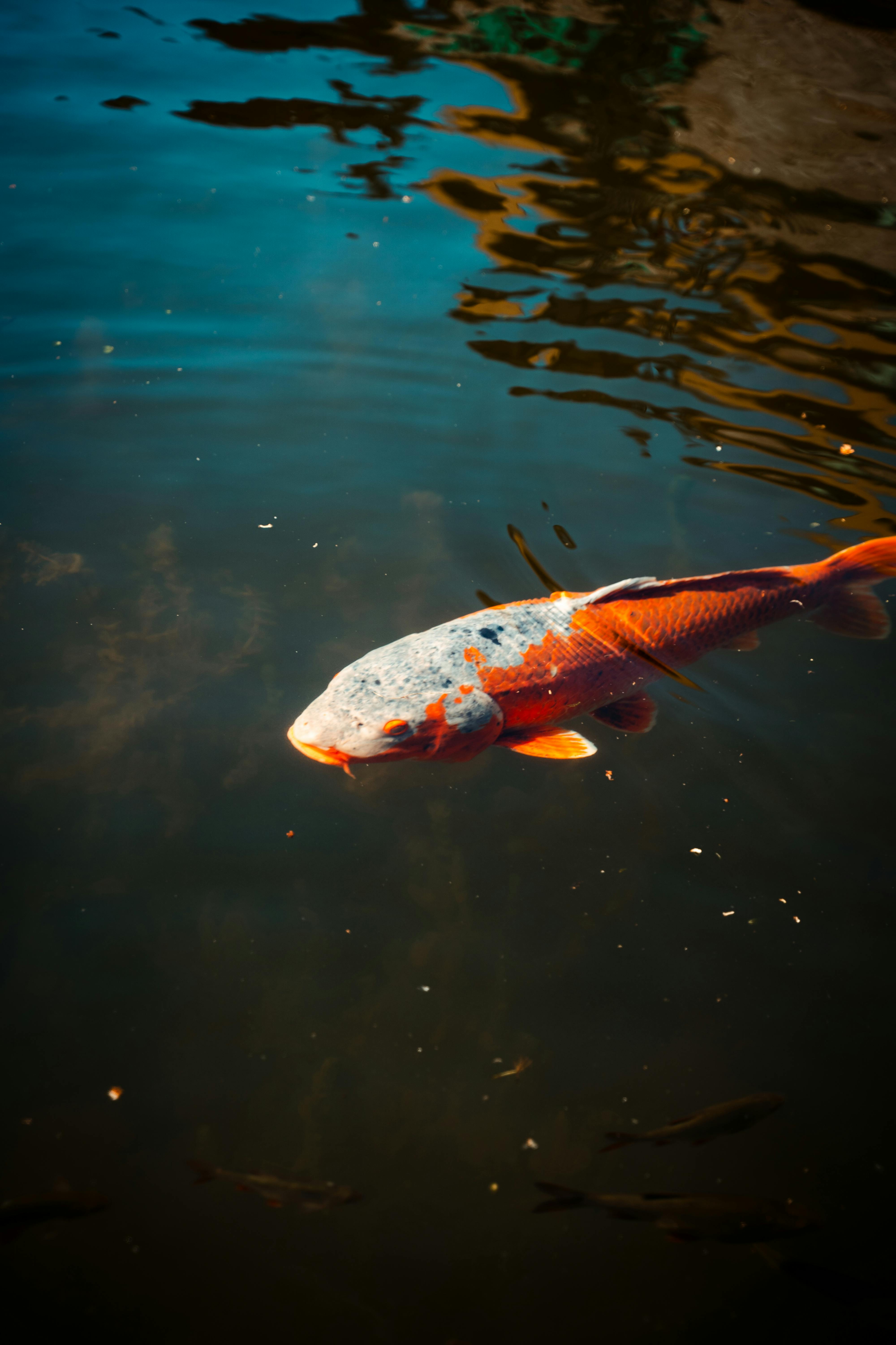 Orange Koi Fish in Water · Free