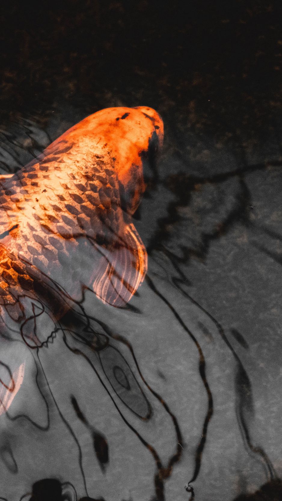 Download wallpaper 938x1668 koi, carp