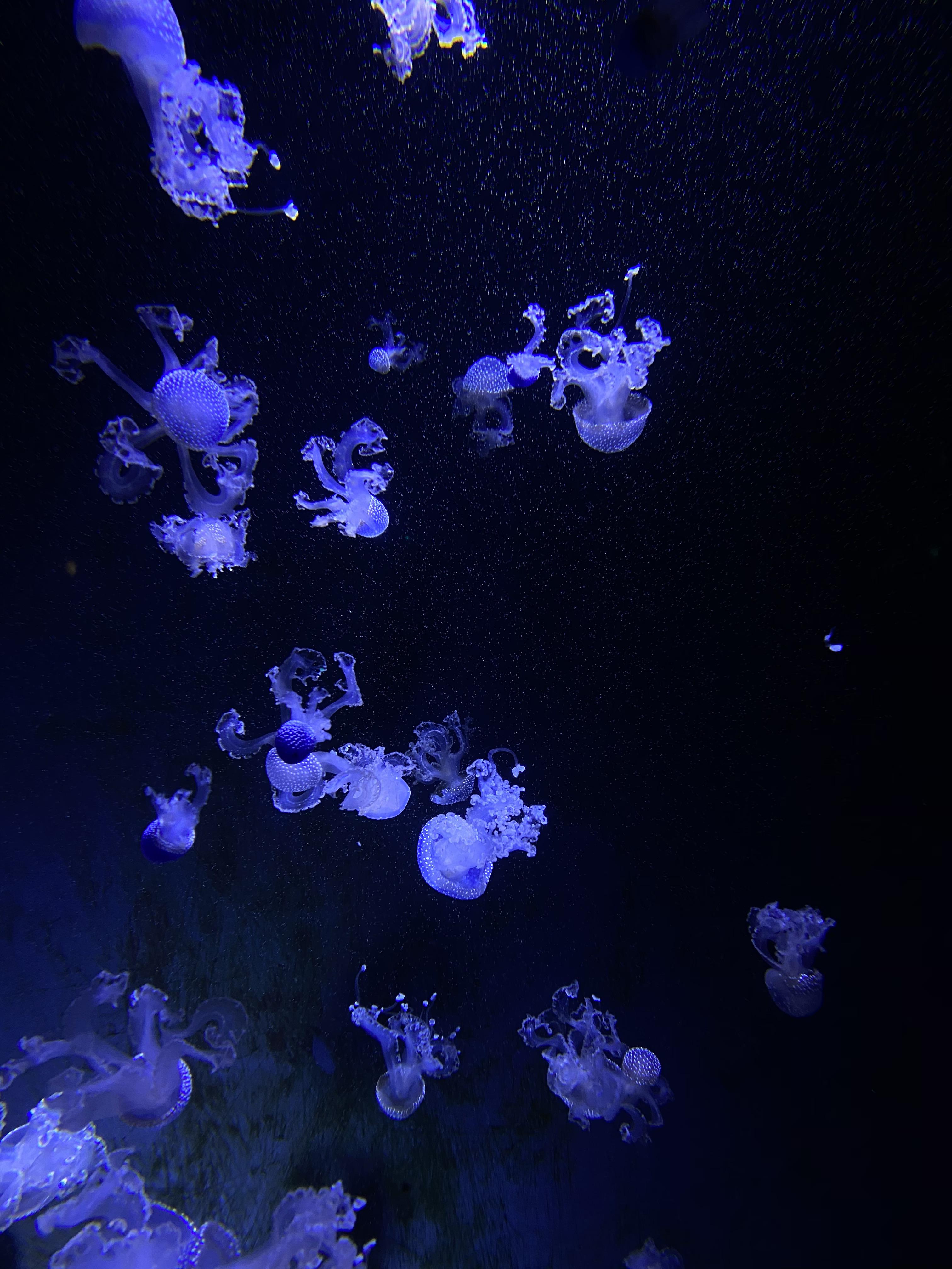 Took this in London's sea life aquarium