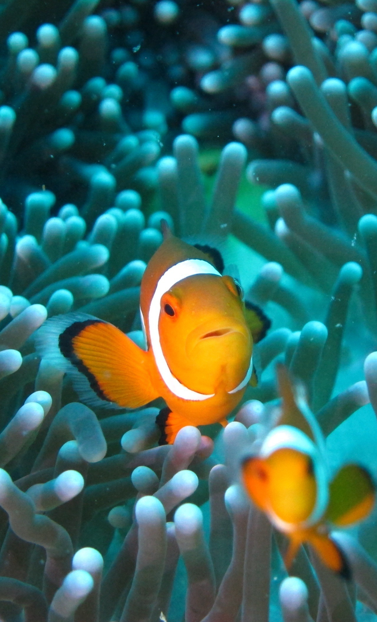 Download wallpaper 1280x2120 clownfish